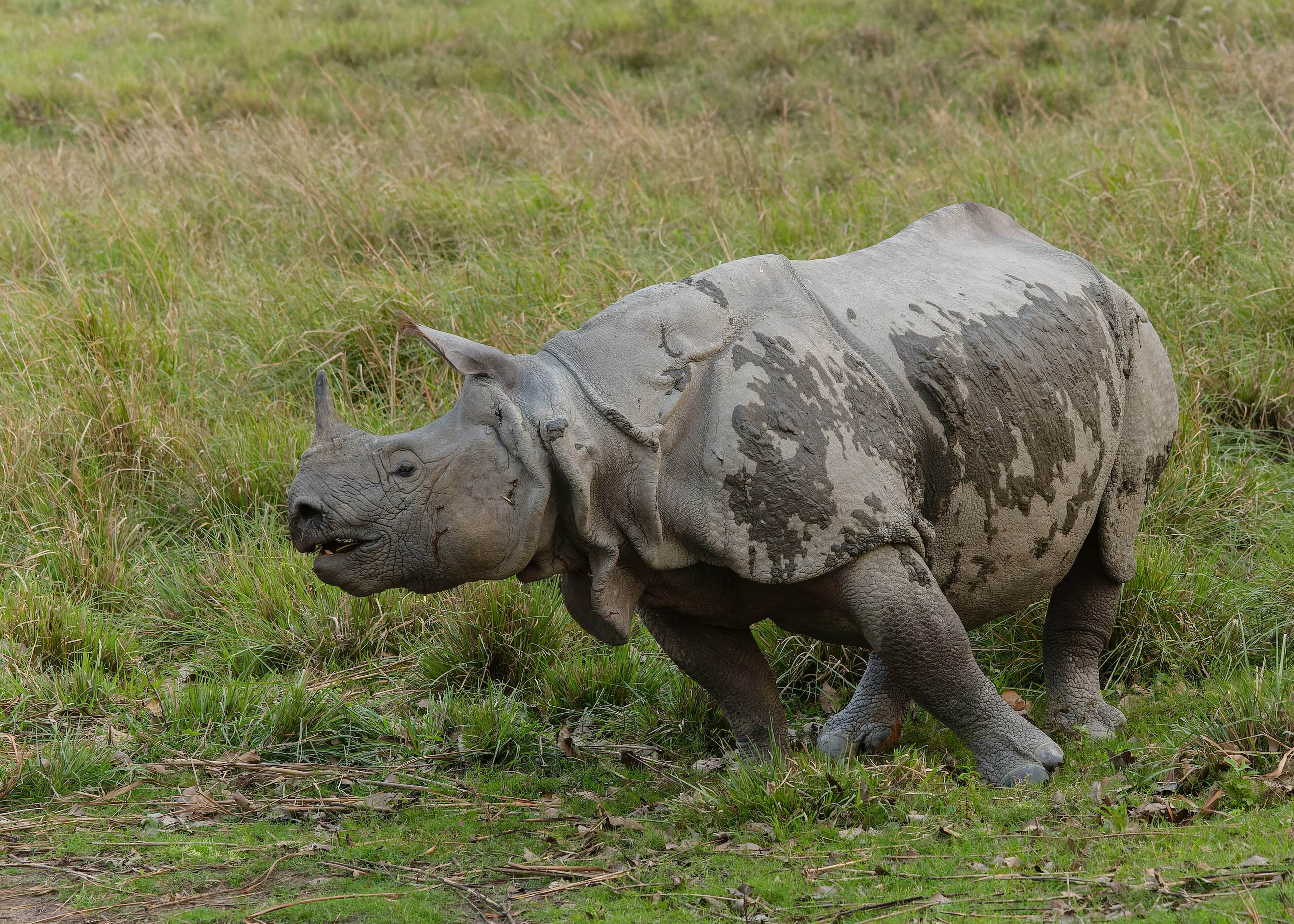 A one-horned rhino grazing in Kaziranga's grassland