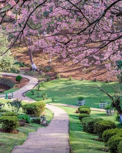 Pink Himalayan cherry blossom trees lining a street in Shillong in November
