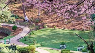 Pink Himalayan cherry blossom trees lining a street in Shillong in November