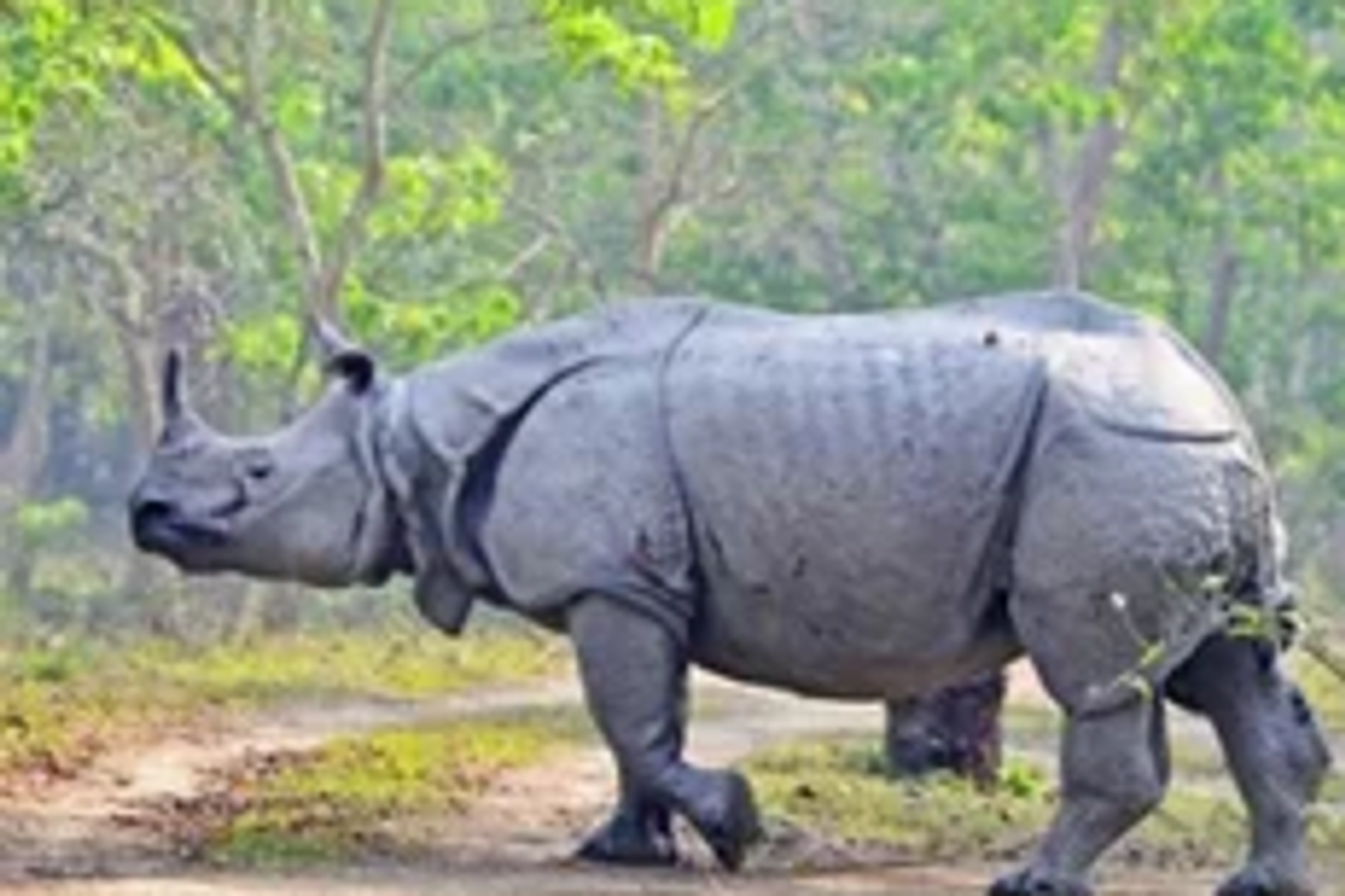 One-horned rhinoceros in the grasslands of Kaziranga National Park