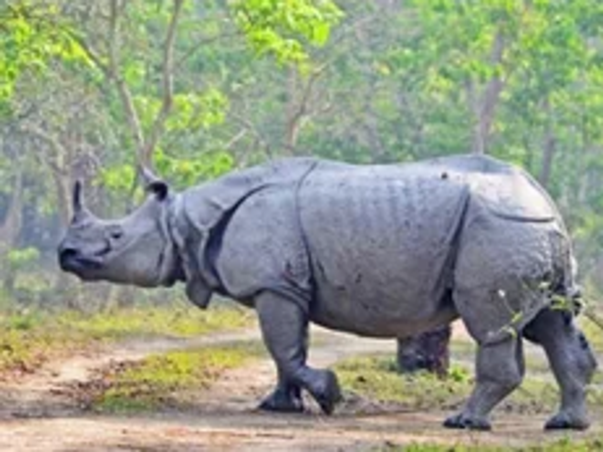 One-horned rhinoceros in the grasslands of Kaziranga National Park