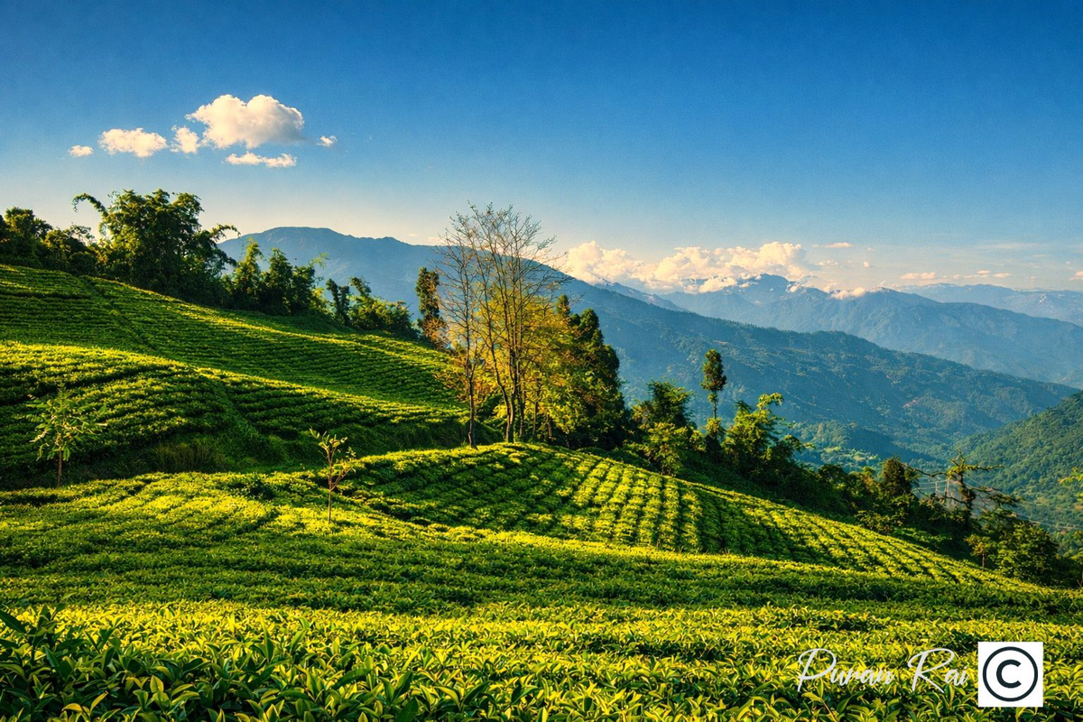 A cinematic shot of Temi Tea Garden in South Sikkim, featuring rolling hills of tea bushes under a soft morning mist.