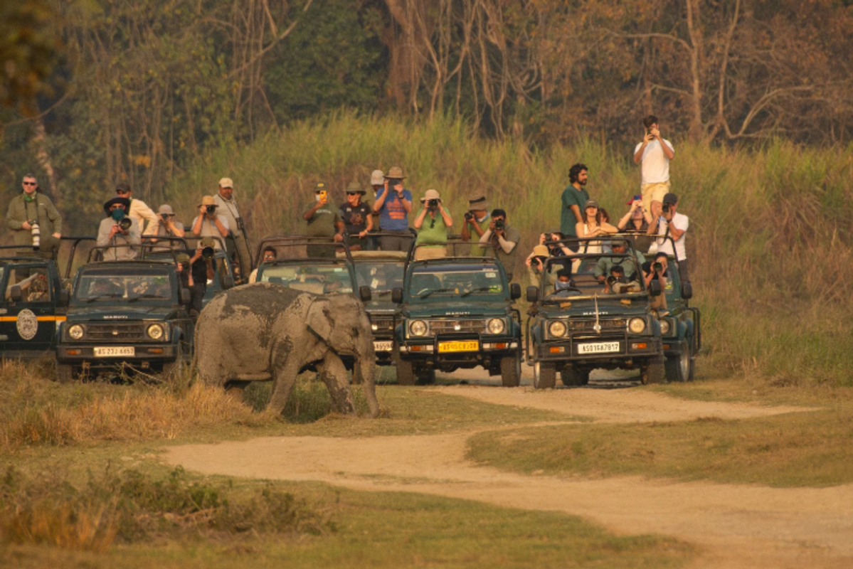 An open safari jeep observing a wild elephant standing in the tall elephant grass of Kaziranga National Park."