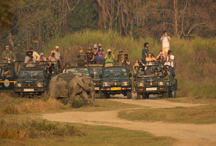 An open safari jeep observing a wild elephant standing in the tall elephant grass of Kaziranga National Park."