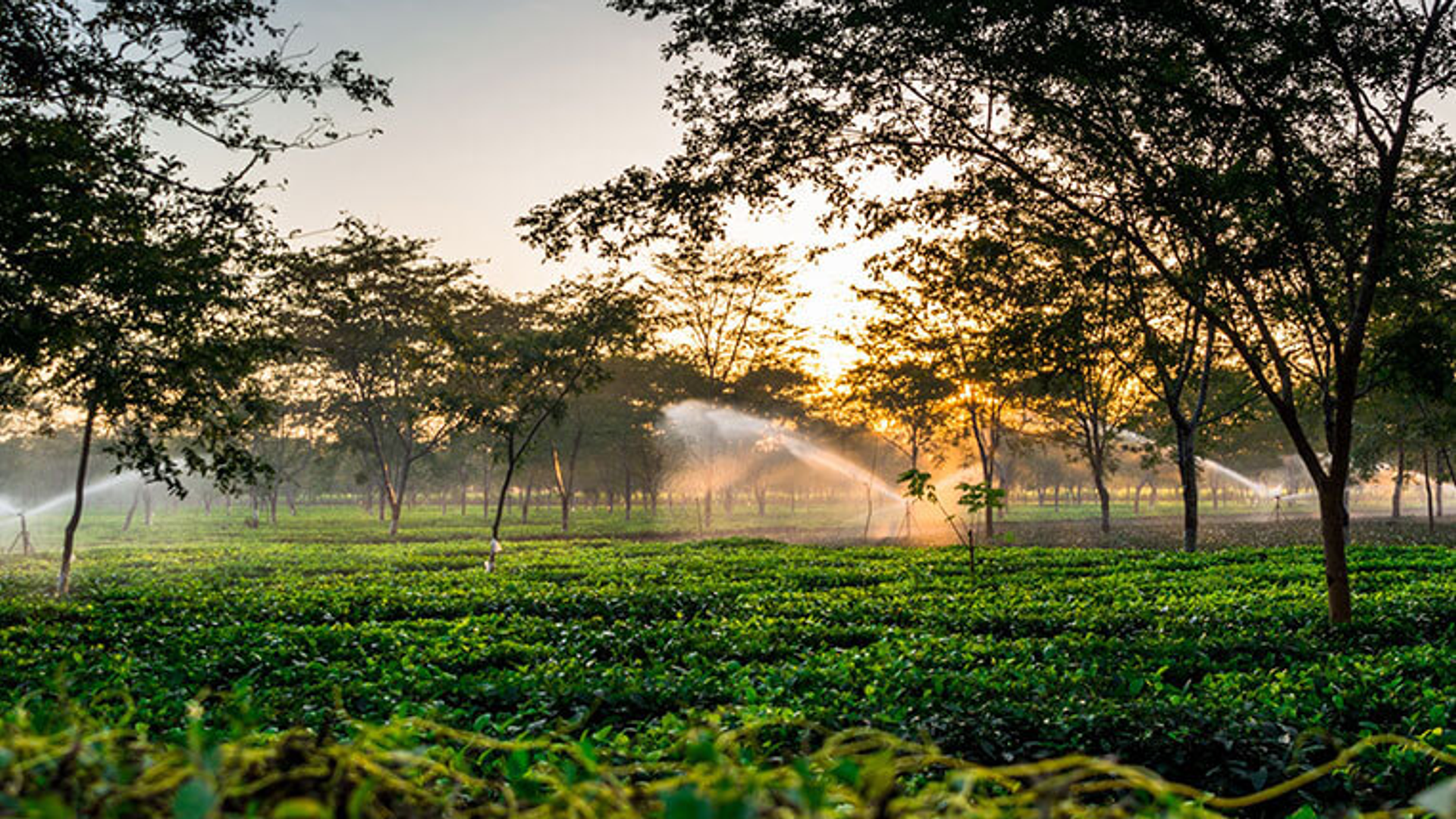 Dibrugarh tea estates with rows of tea bushes at sunrise in Upper Assam, India’s Tea City along the Brahmaputra River.