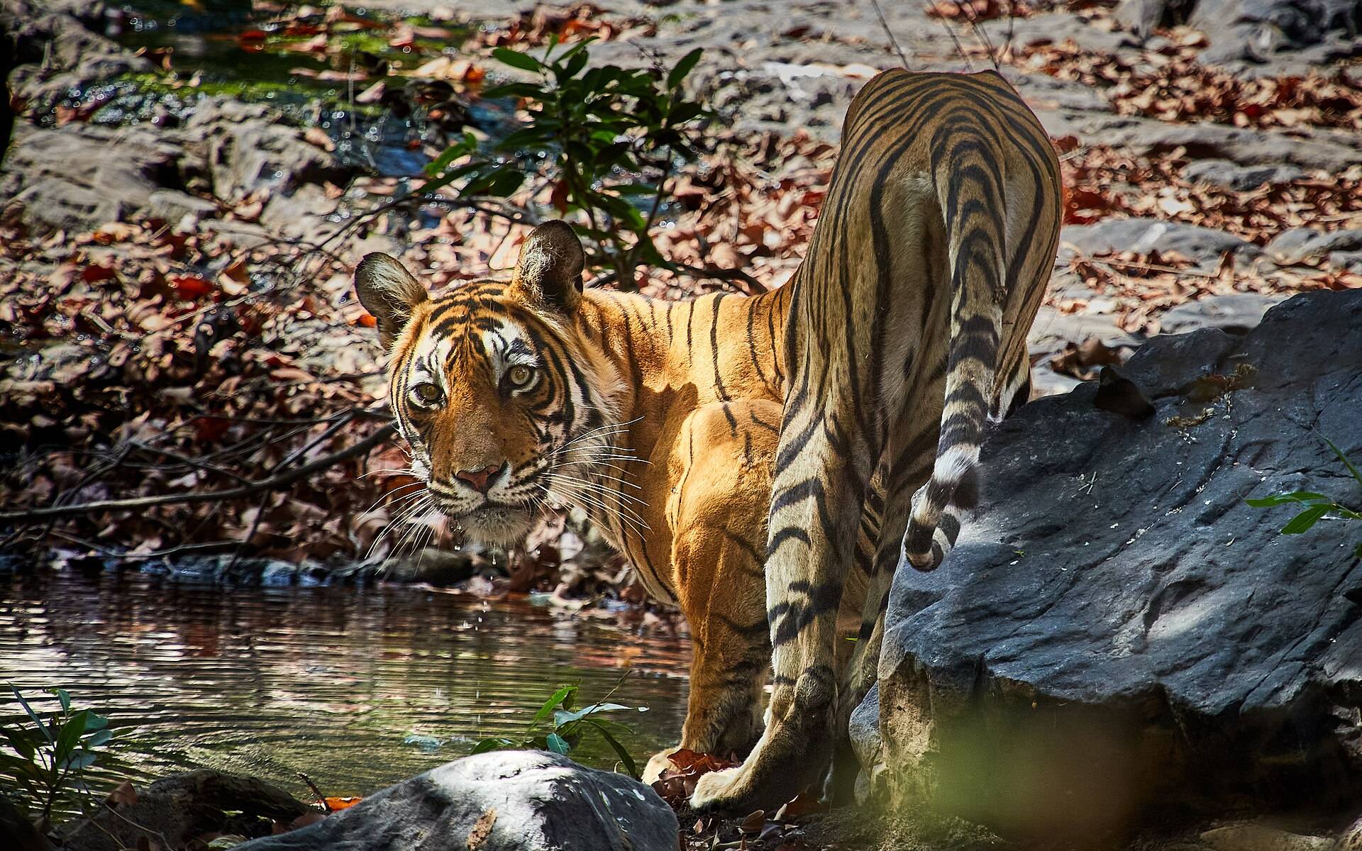 Jaipur, Pushkar & Ranthambore Tour – 6 Days of Forts, Ghats & Tiger Safaris