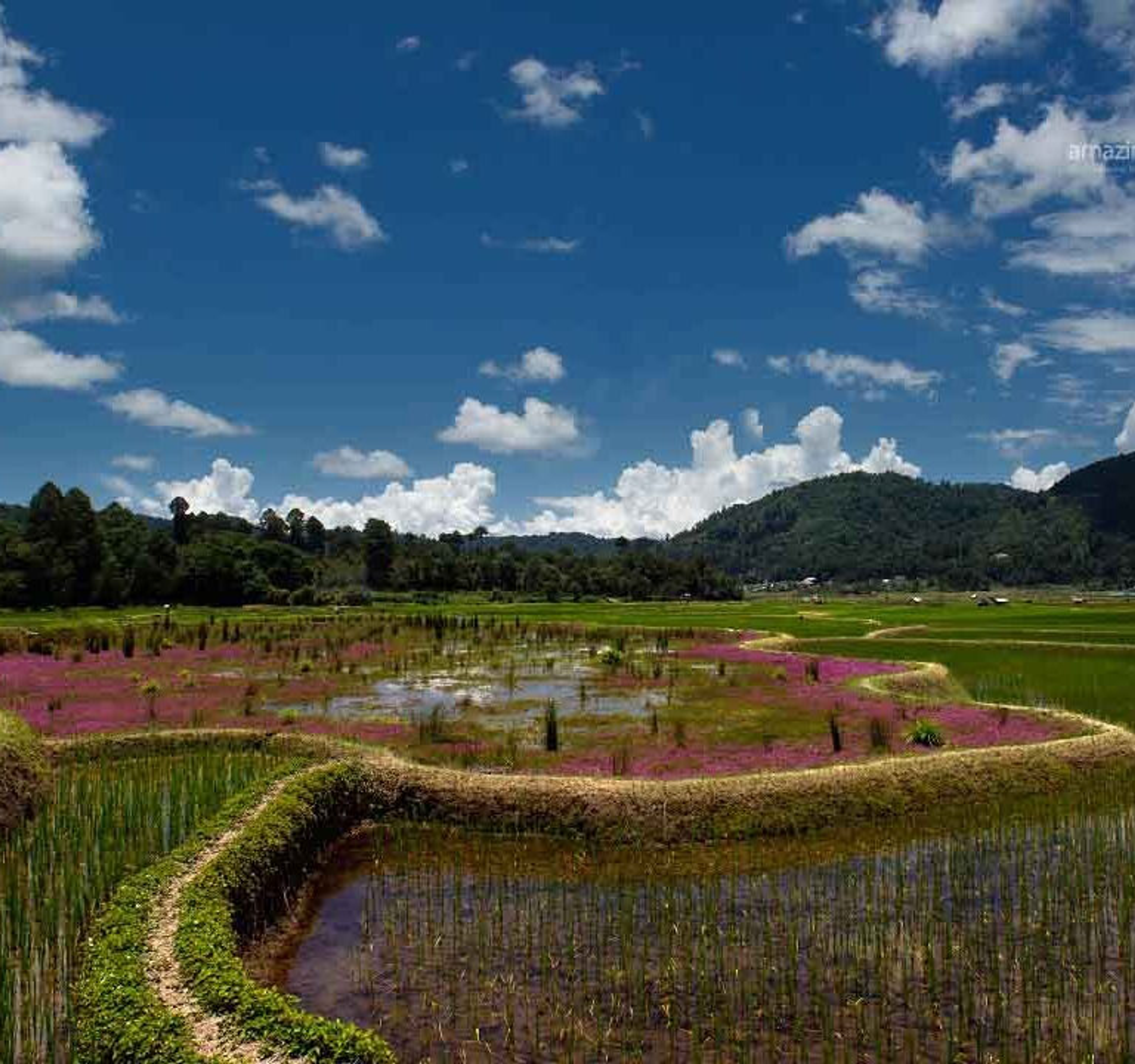 : Cycling through the UNESCO-recognized Apatani terraced rice fields in Ziro Valley.]