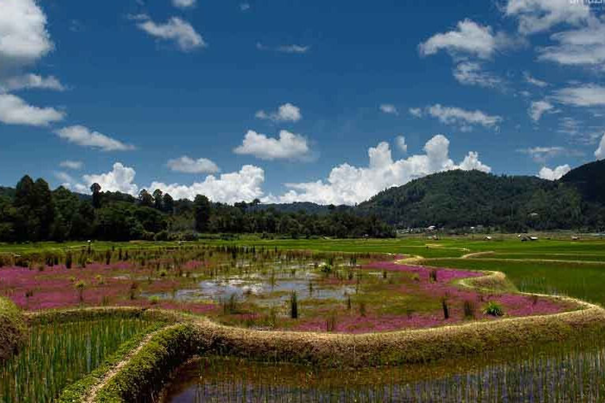 : Cycling through the UNESCO-recognized Apatani terraced rice fields in Ziro Valley.]