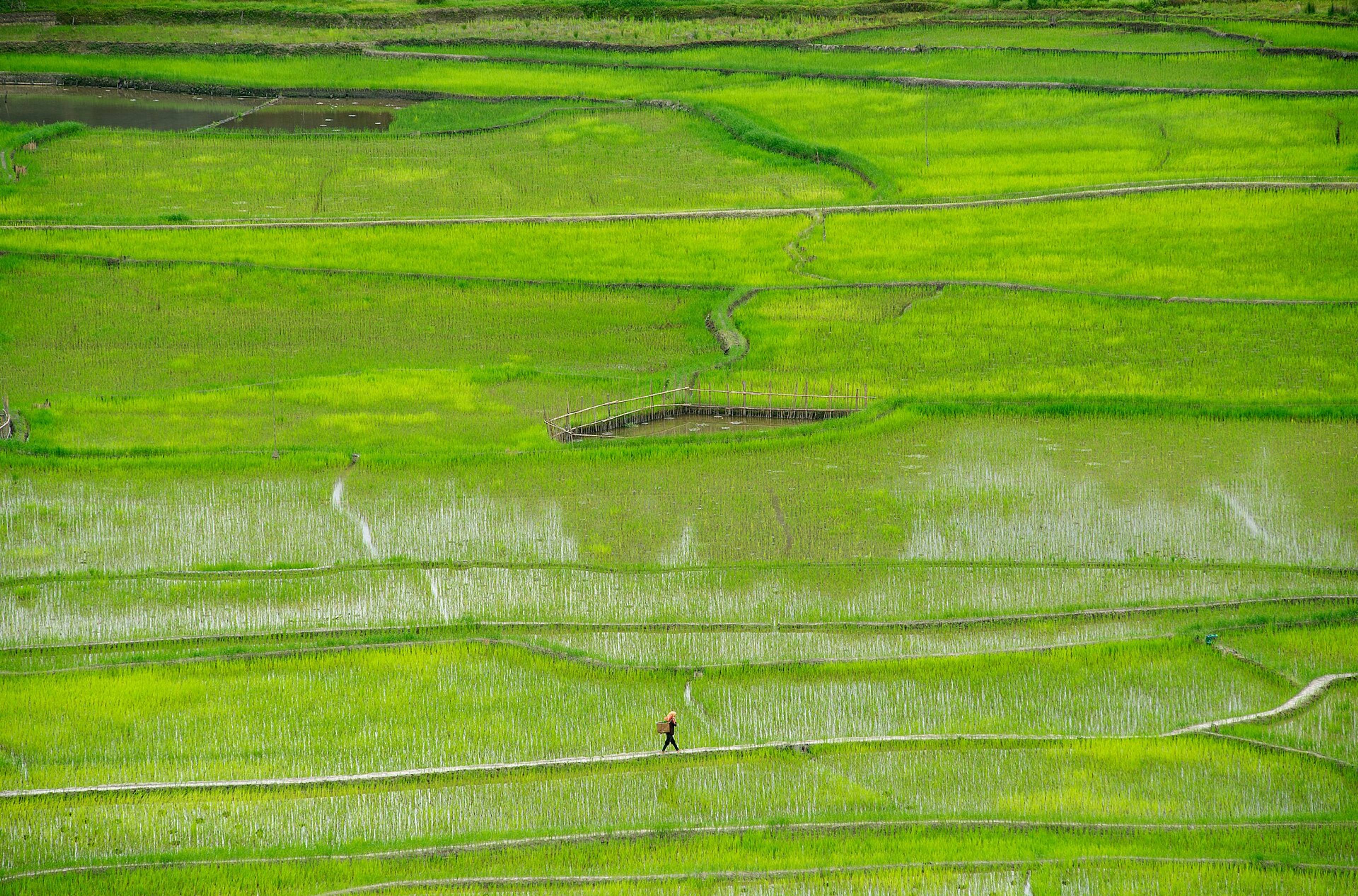 Rice fields and pine hills of Ziro Valley, Arunachal Pradesh