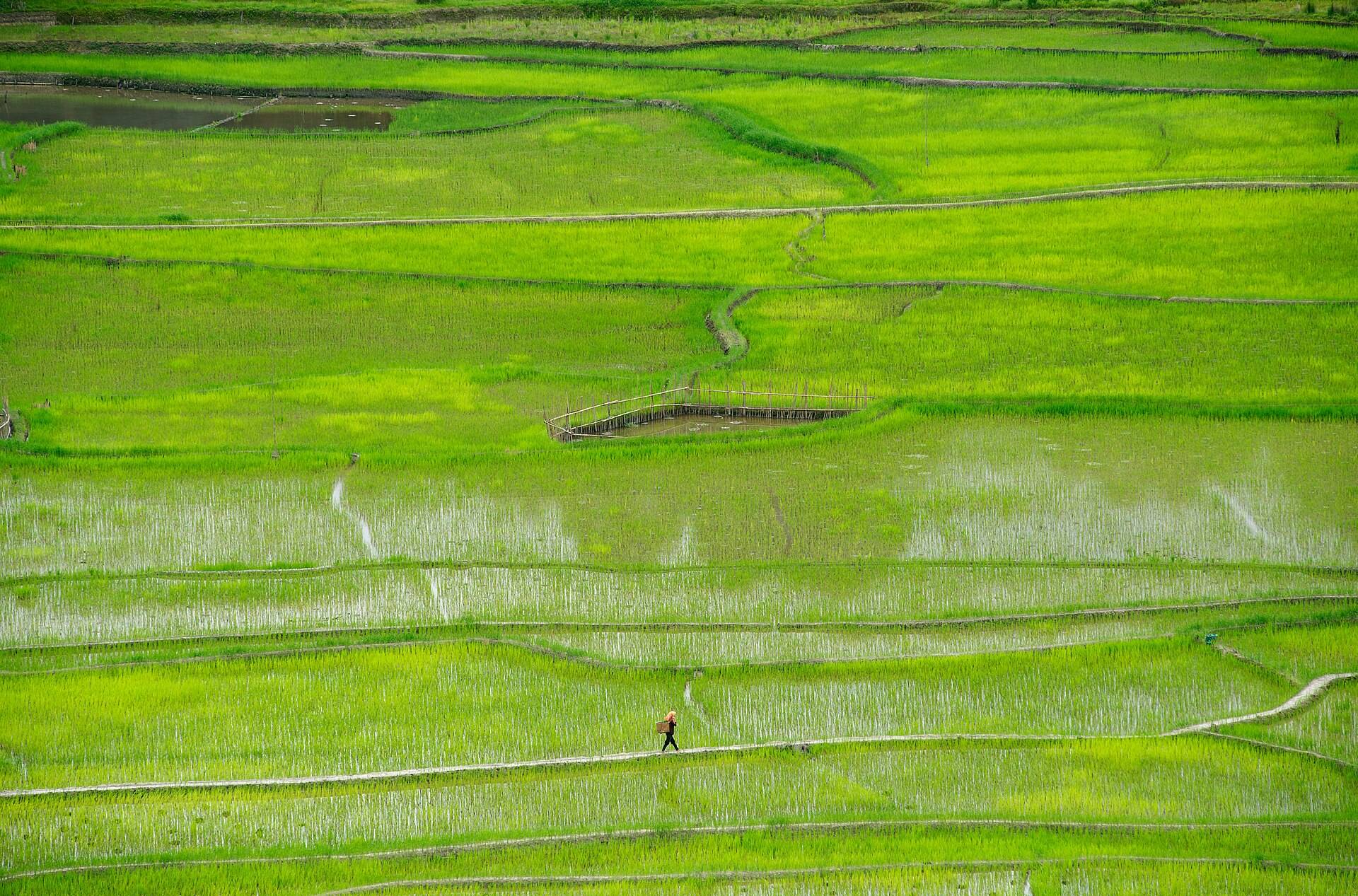Rice fields and pine hills of Ziro Valley, Arunachal Pradesh