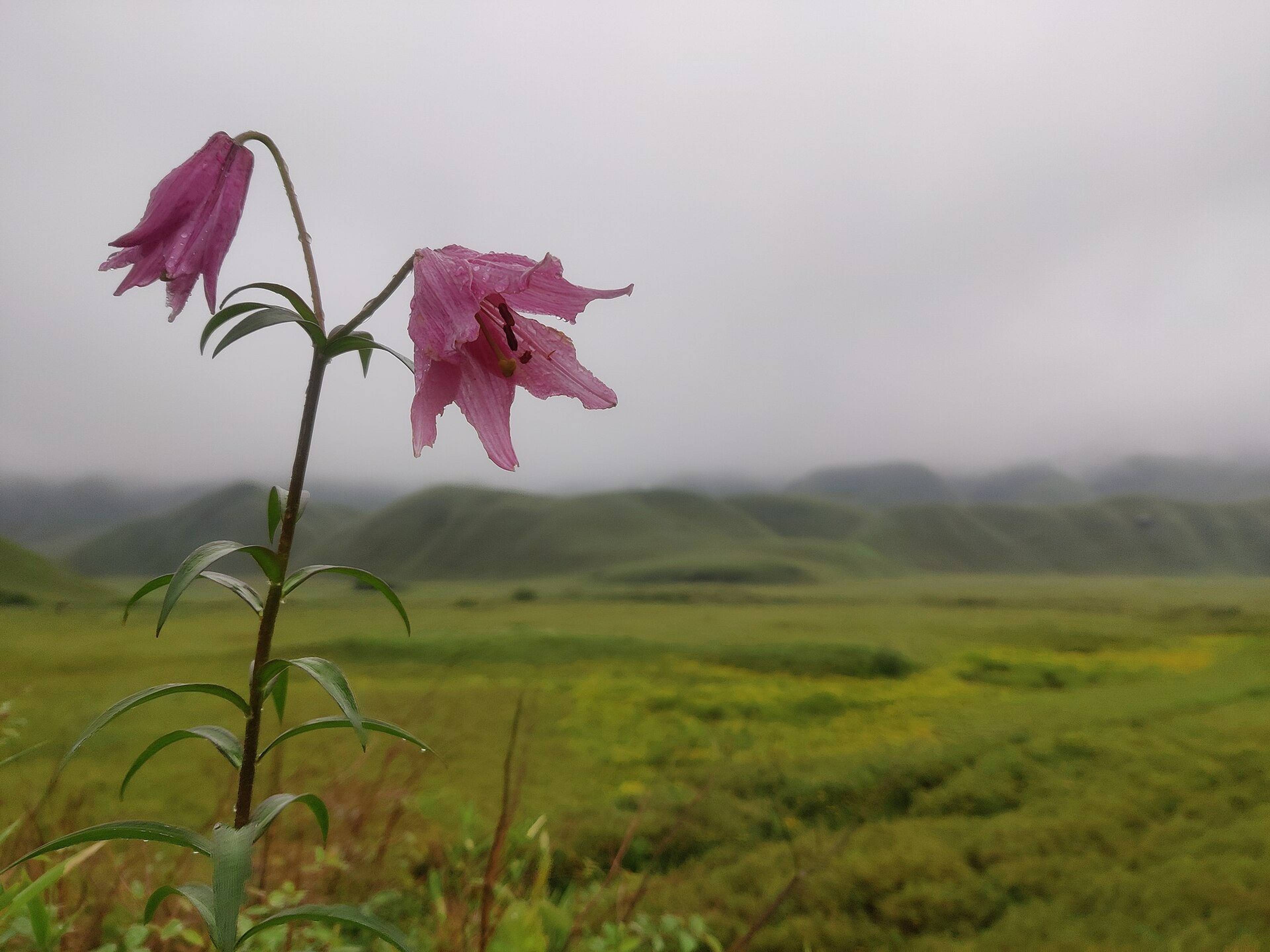 A pink Dzukou lily flower in the grassland of Dzukou Valley