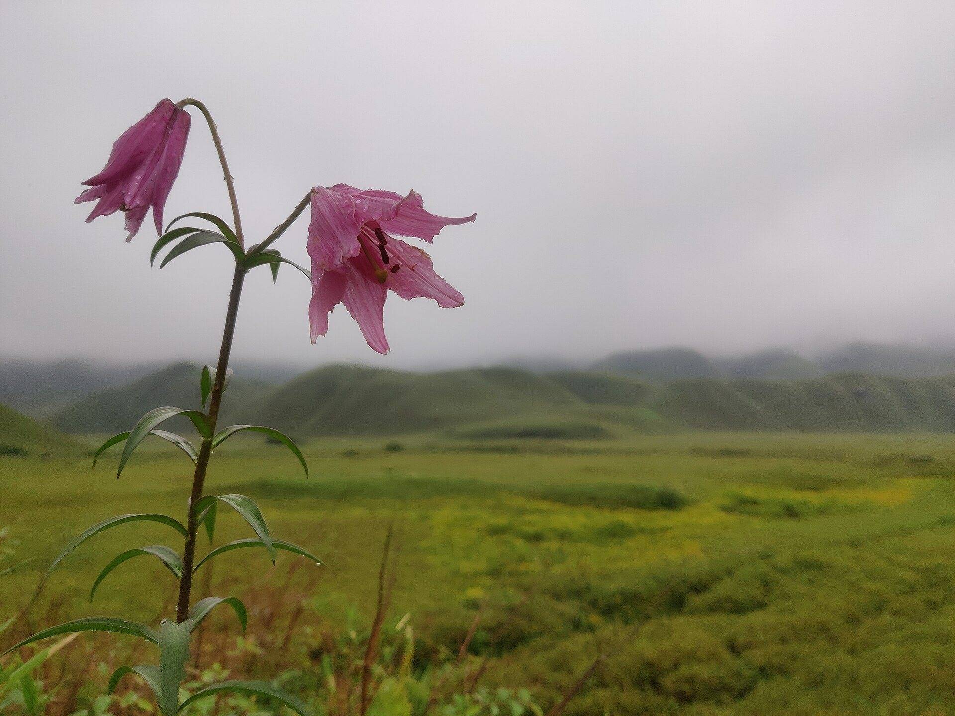 A pink Dzukou lily flower in the grassland of Dzukou Valley
