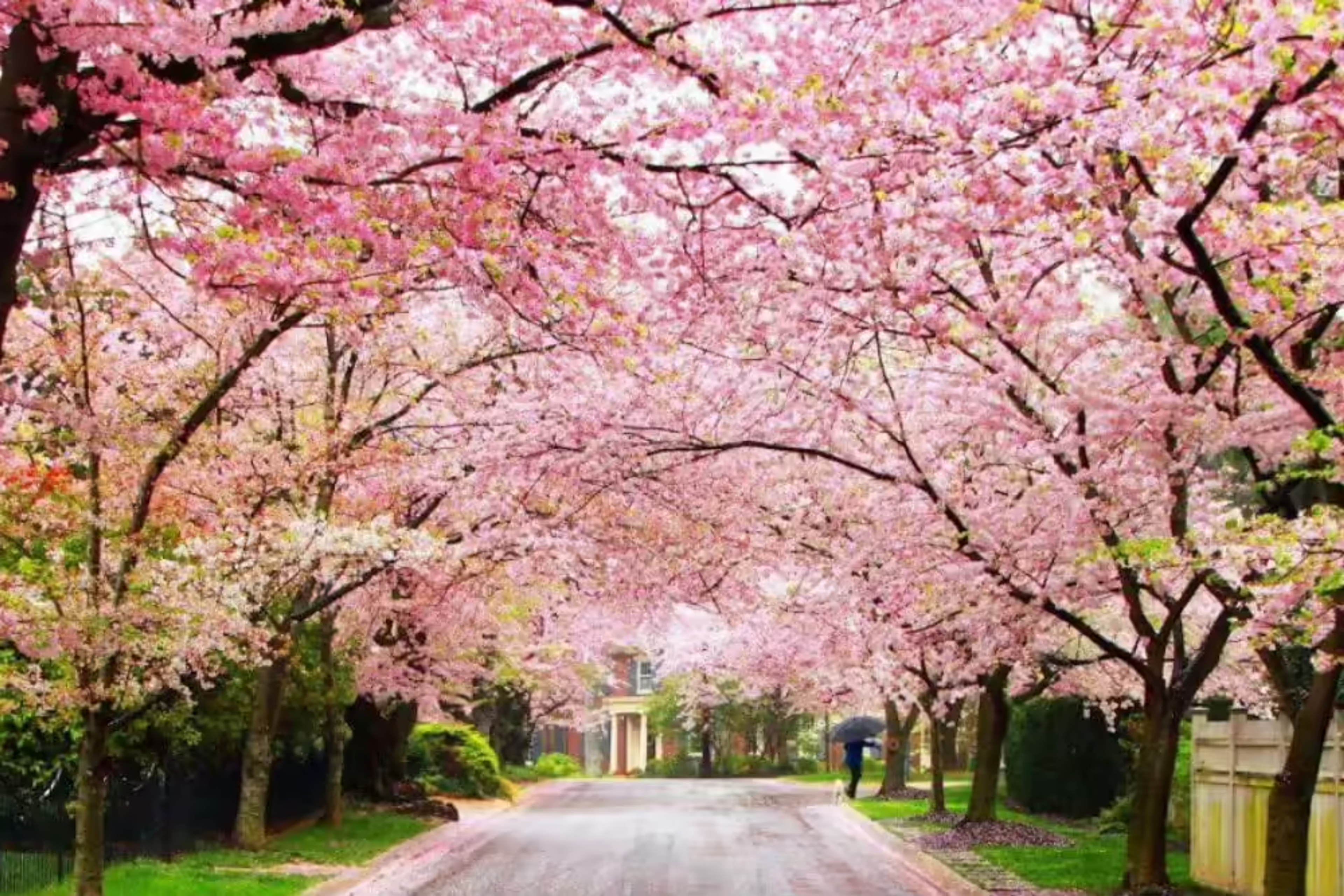 Pink Himalayan cherry blossom trees beside Ward's Lake in Shillong on a clear November morning