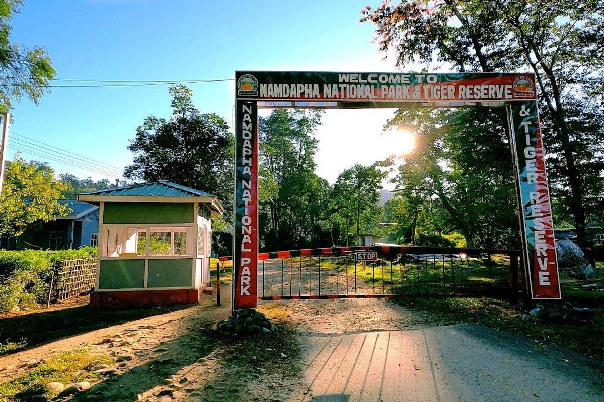 A tiger in the dense rainforest of Namdapha National Park, a critical biodiversity hotspot in Arunachal Pradesh.