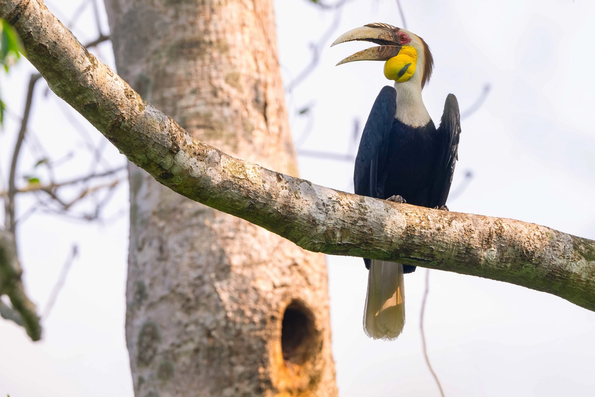  A Great Hornbill in Namdapha National Park, a highlight for birdwatchers in Arunachal Pradesh.
