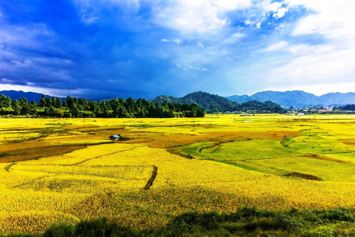 Ziro Valley with terraced rice fields and pine-covered hills under a clear blue sky in October.