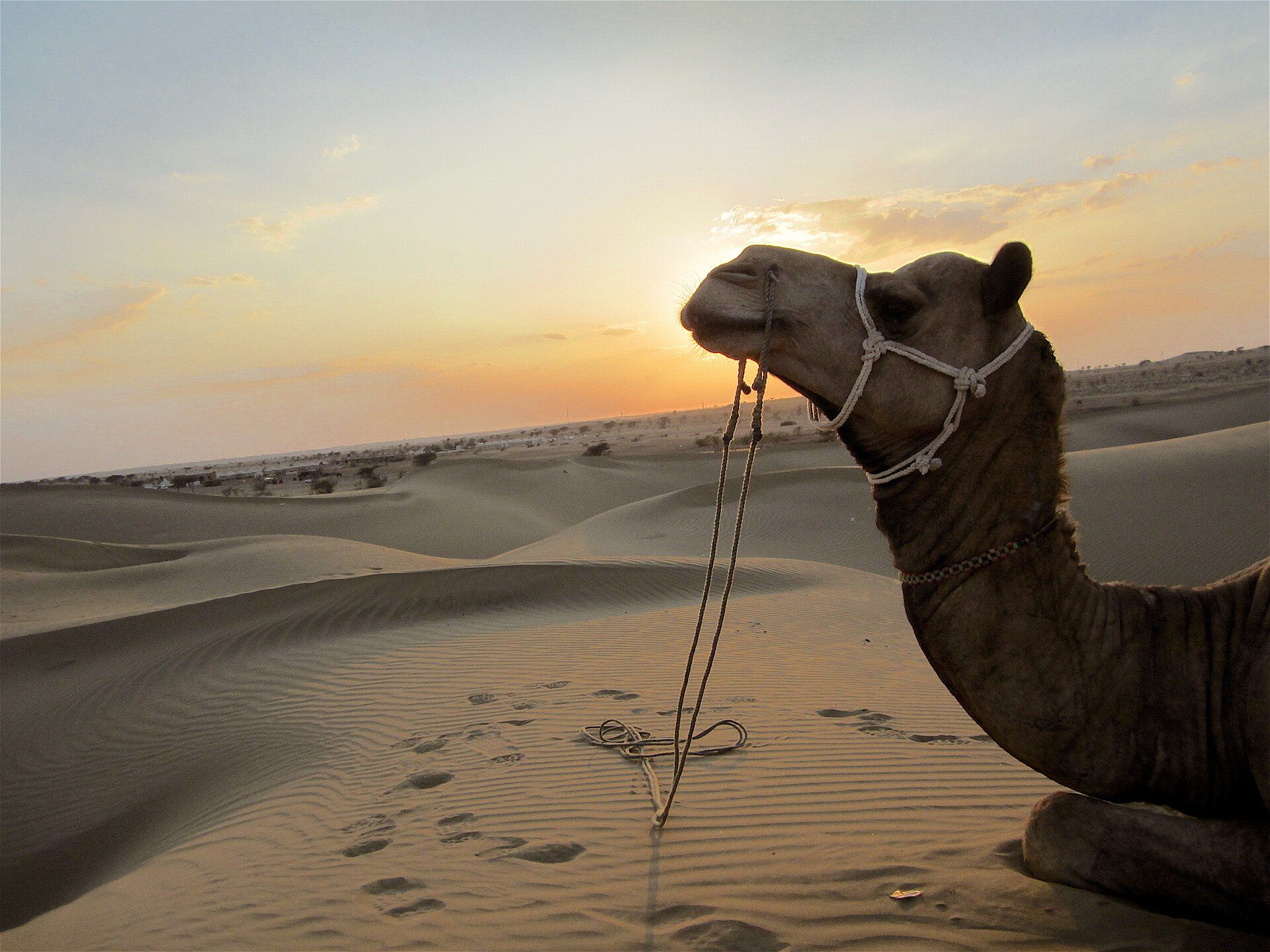 Jodhpur & Jaisalmer Desert Escape – 5 Days of Forts, Dunes & a Desert Camp