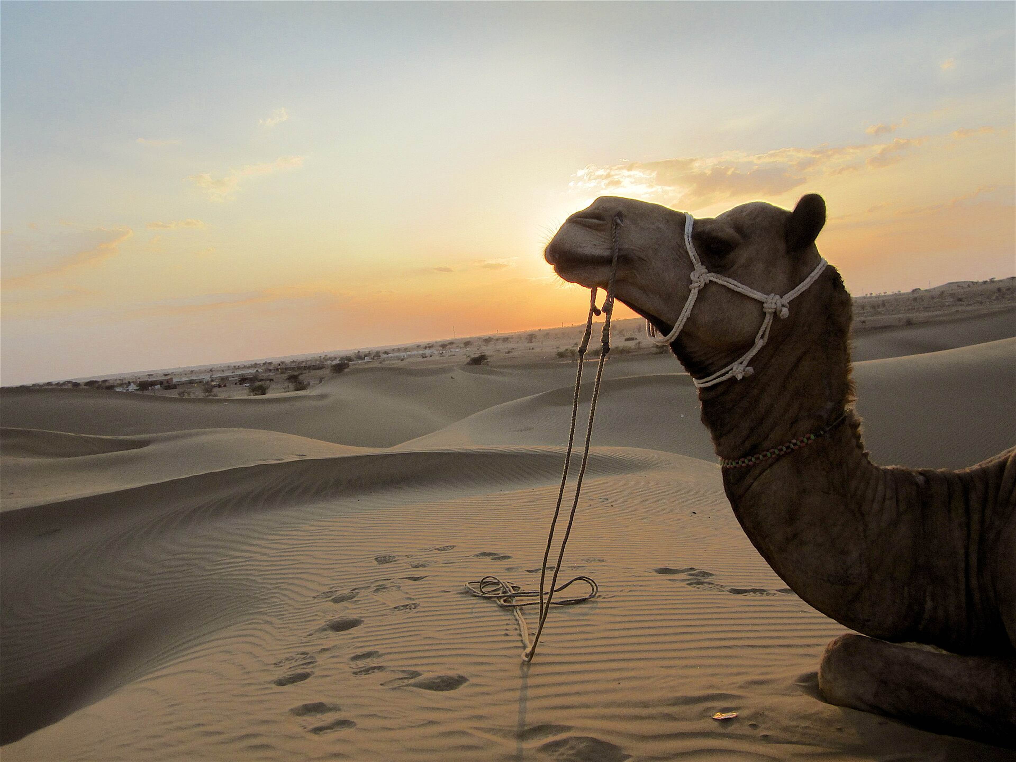 Jodhpur & Jaisalmer Desert Escape – 5 Days of Forts, Dunes & a Desert Camp