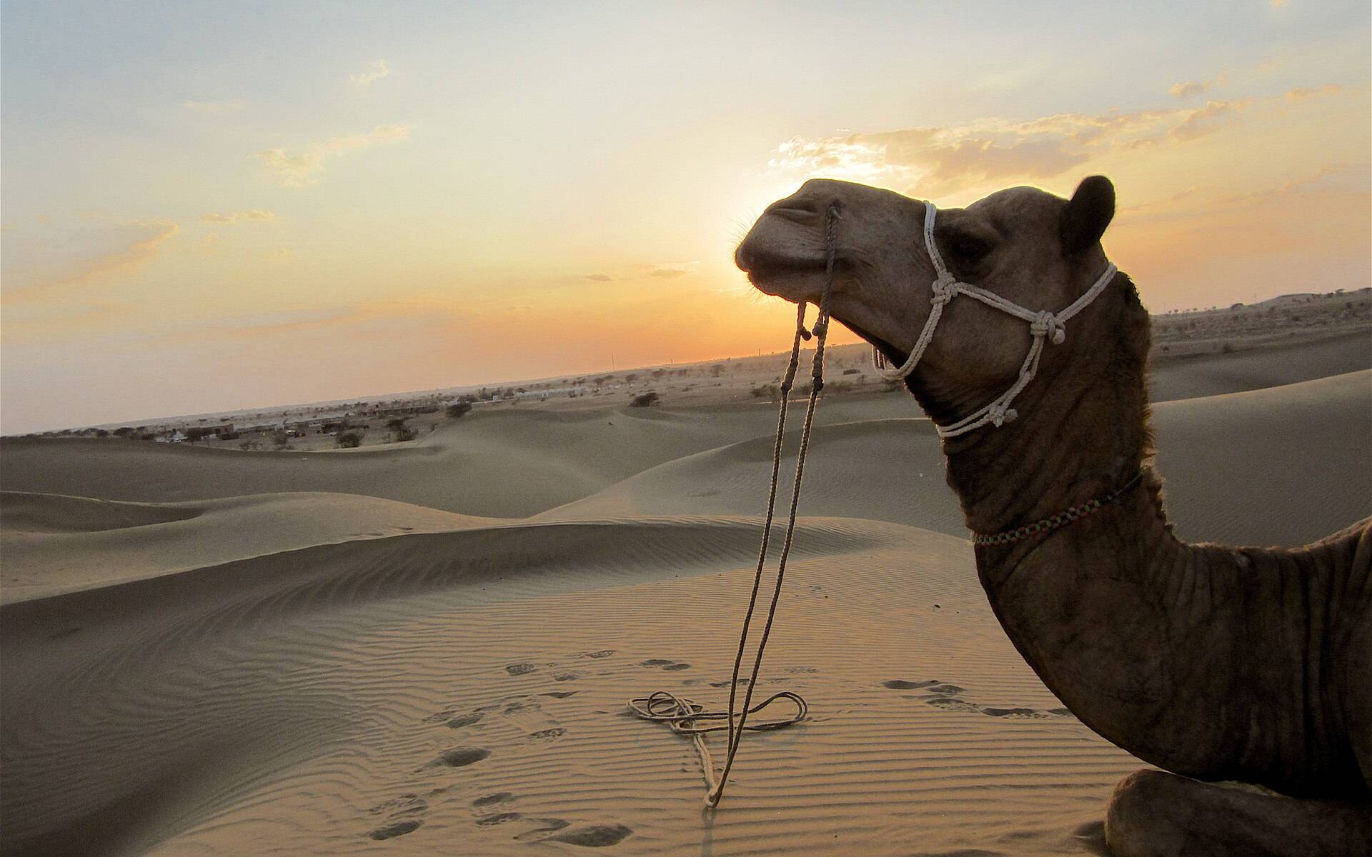 Jodhpur & Jaisalmer Desert Escape – 5 Days of Forts, Dunes & a Desert Camp