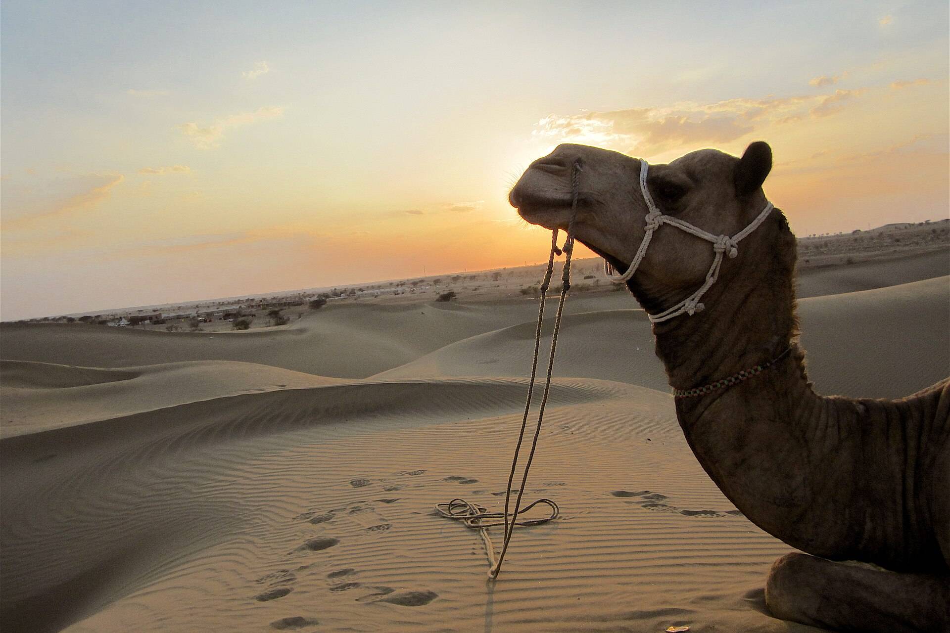 Jodhpur & Jaisalmer Desert Escape – 5 Days of Forts, Dunes & a Desert Camp