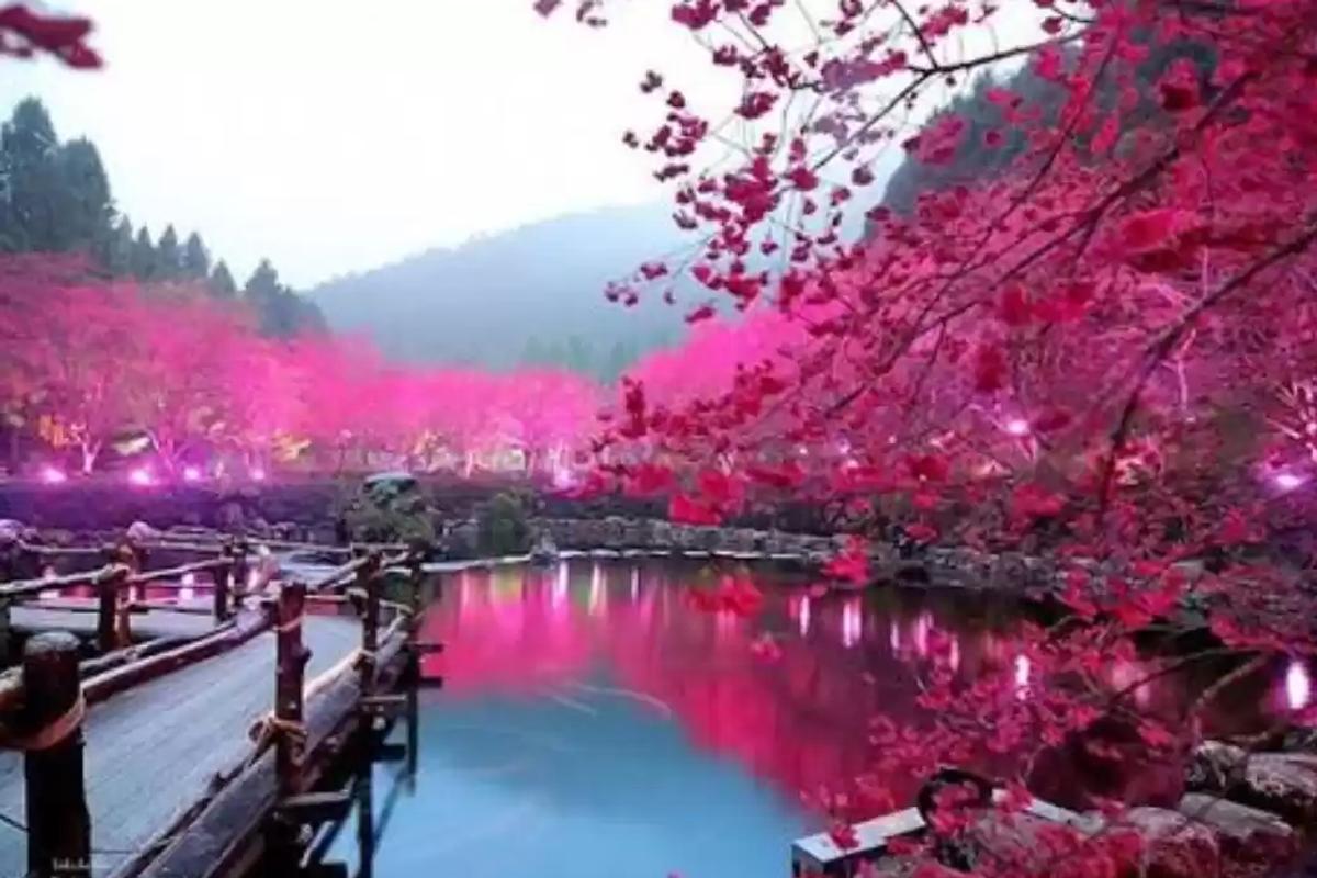 Winter fashion and cherry blossoms in Shillong Meghalaya 2026.]