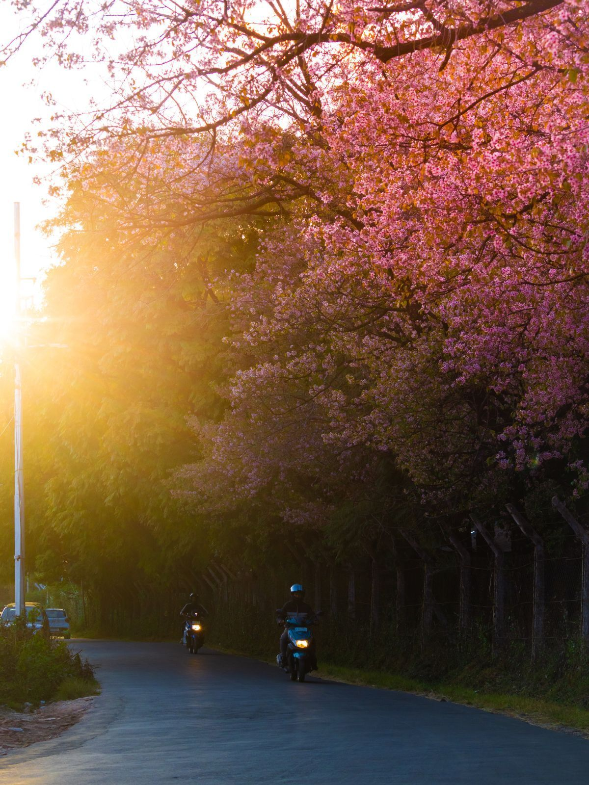 Roadside cherry blossom trees on a winding hill road in Upper Shillong with pine forest behind