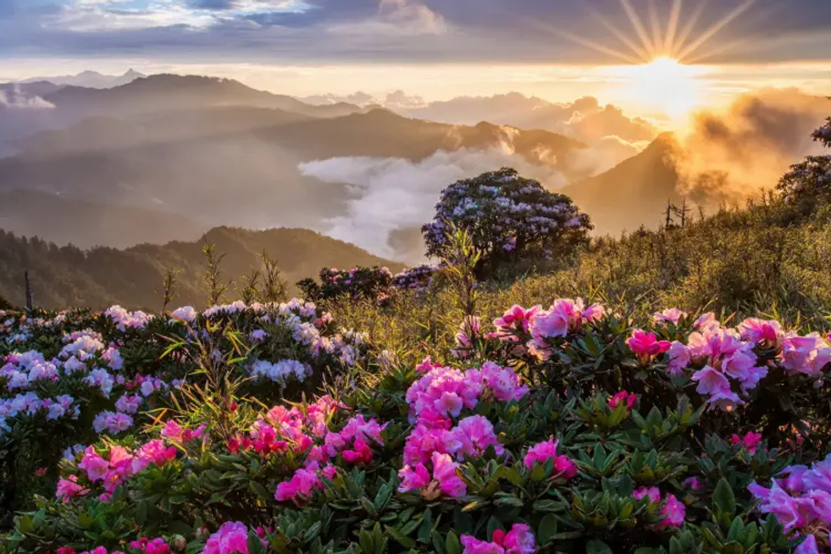 Spring flowers blooming in Yumthang Valley with rhododendrons, scenic walking path, and snow-capped Himalayas during the best time to visit Sikkim in April and May