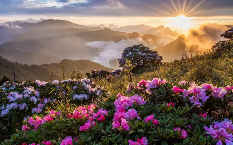 Spring flowers blooming in Yumthang Valley with rhododendrons, scenic walking path, and snow-capped Himalayas during the best time to visit Sikkim in April and May