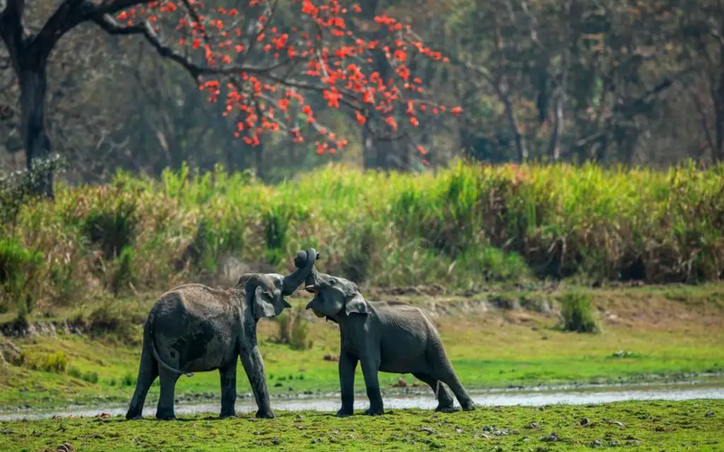 Elephants playing in Kaziranga National Park, Assam India