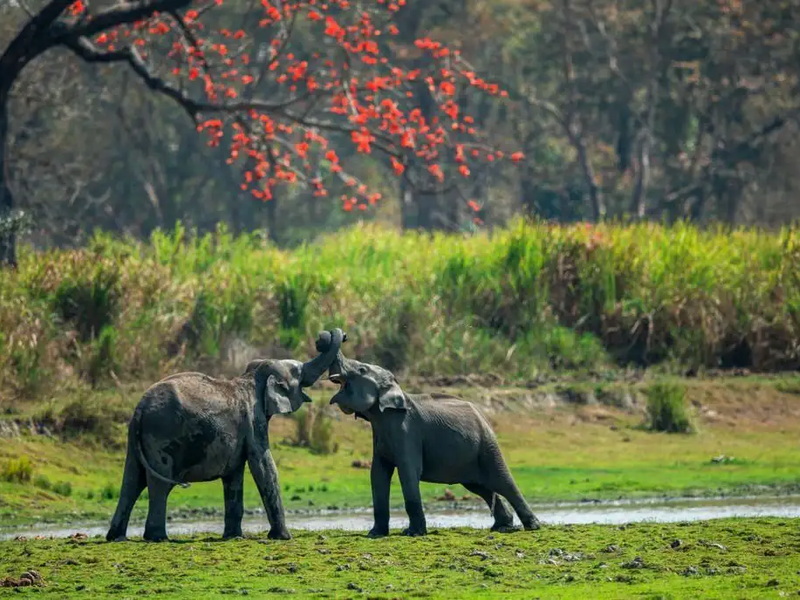 Elephants playing in Kaziranga National Park, Assam India