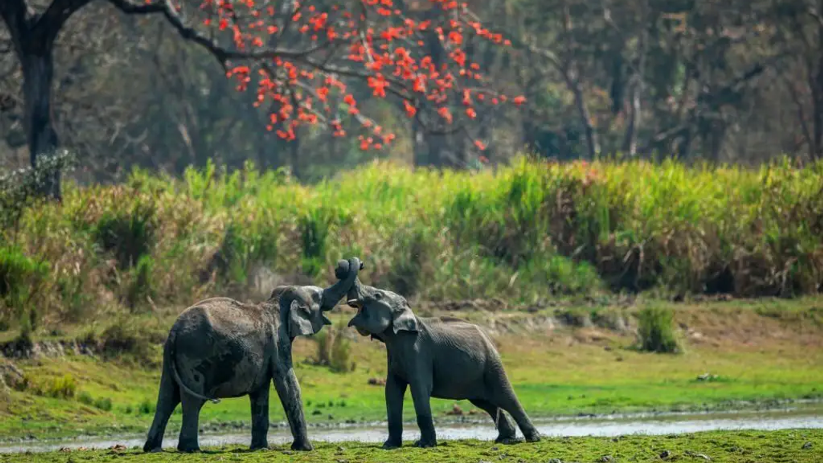 Elephants playing in Kaziranga National Park, Assam India