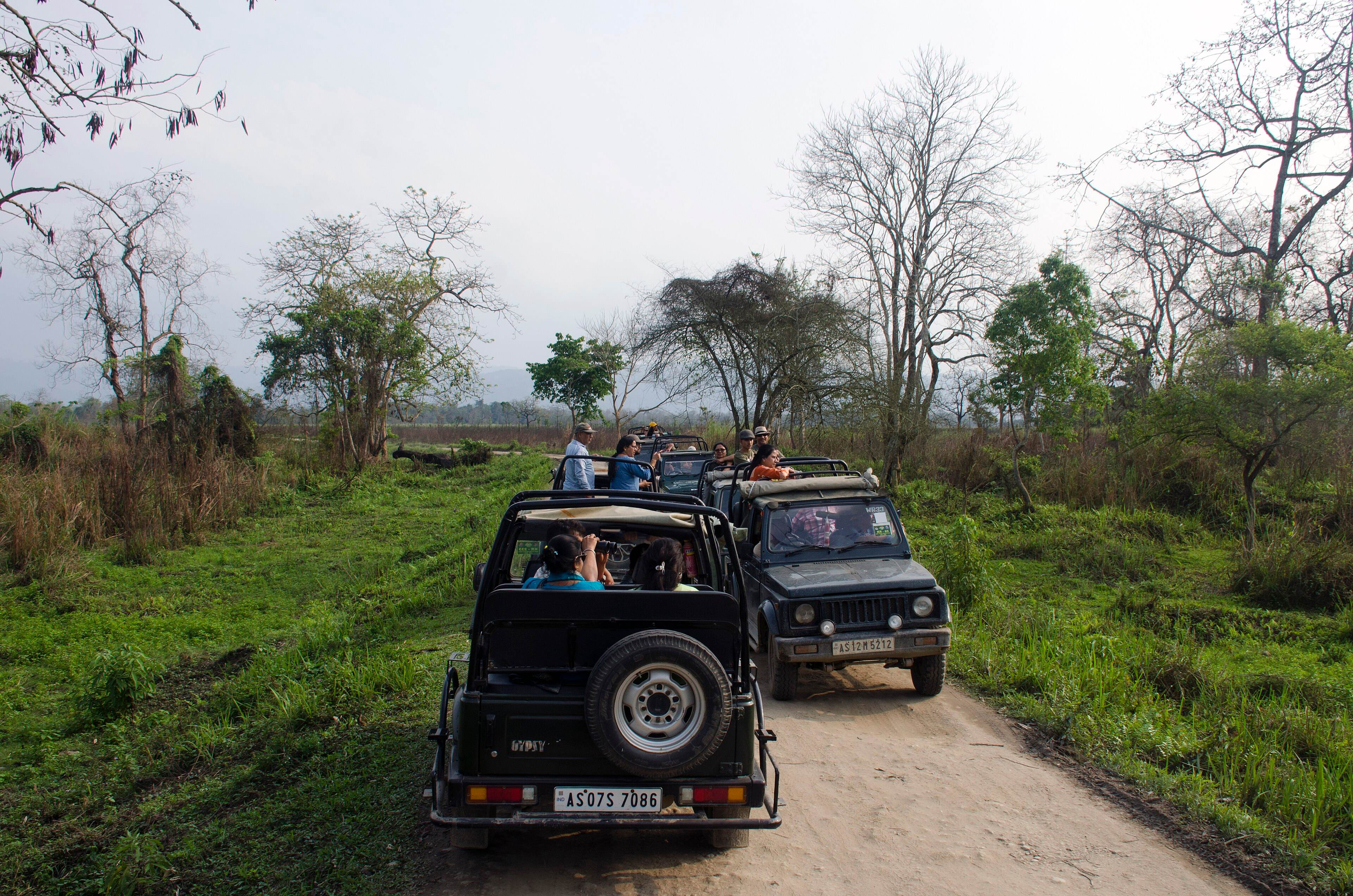 Safari jeeps on a track in Kaziranga's Central (Kohora) range