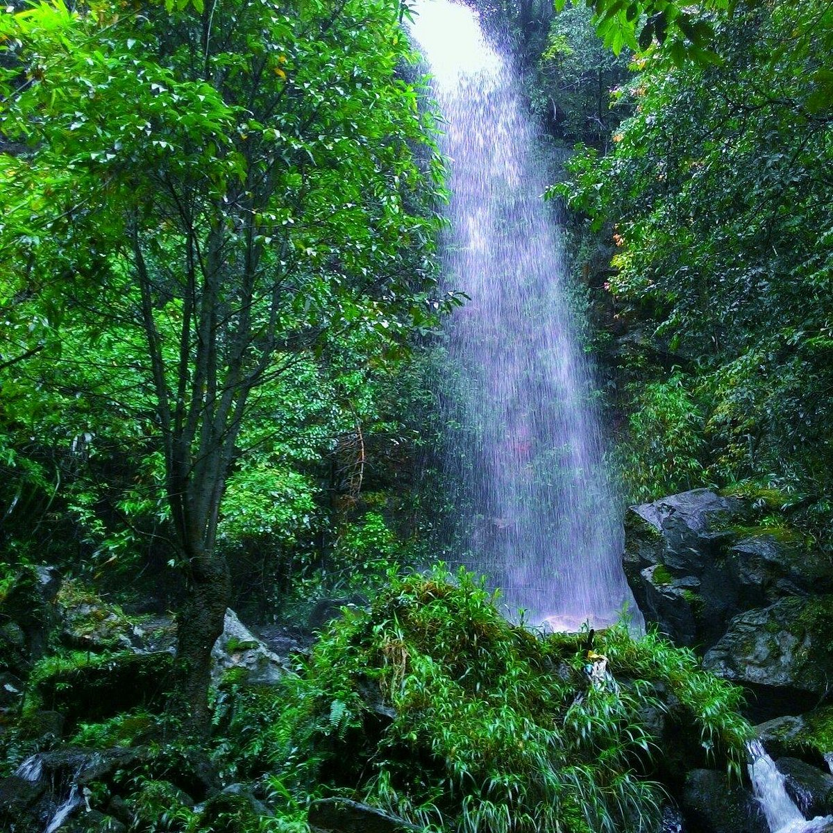 Mawlynnong Waterfall cascading through lush green forest in Meghalaya, India, surrounded by mossy rocks and tropical vegetation, serene natural travel destination.