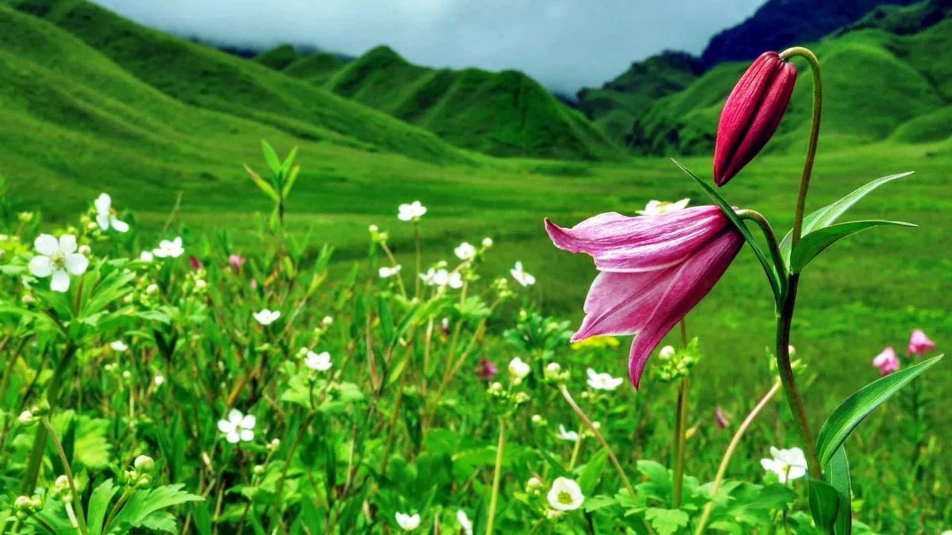 Shirui Lily wildflower blooming on Shirui Peak mountain slopes in Ukhrul district, Manipur, near the Myanmar border.