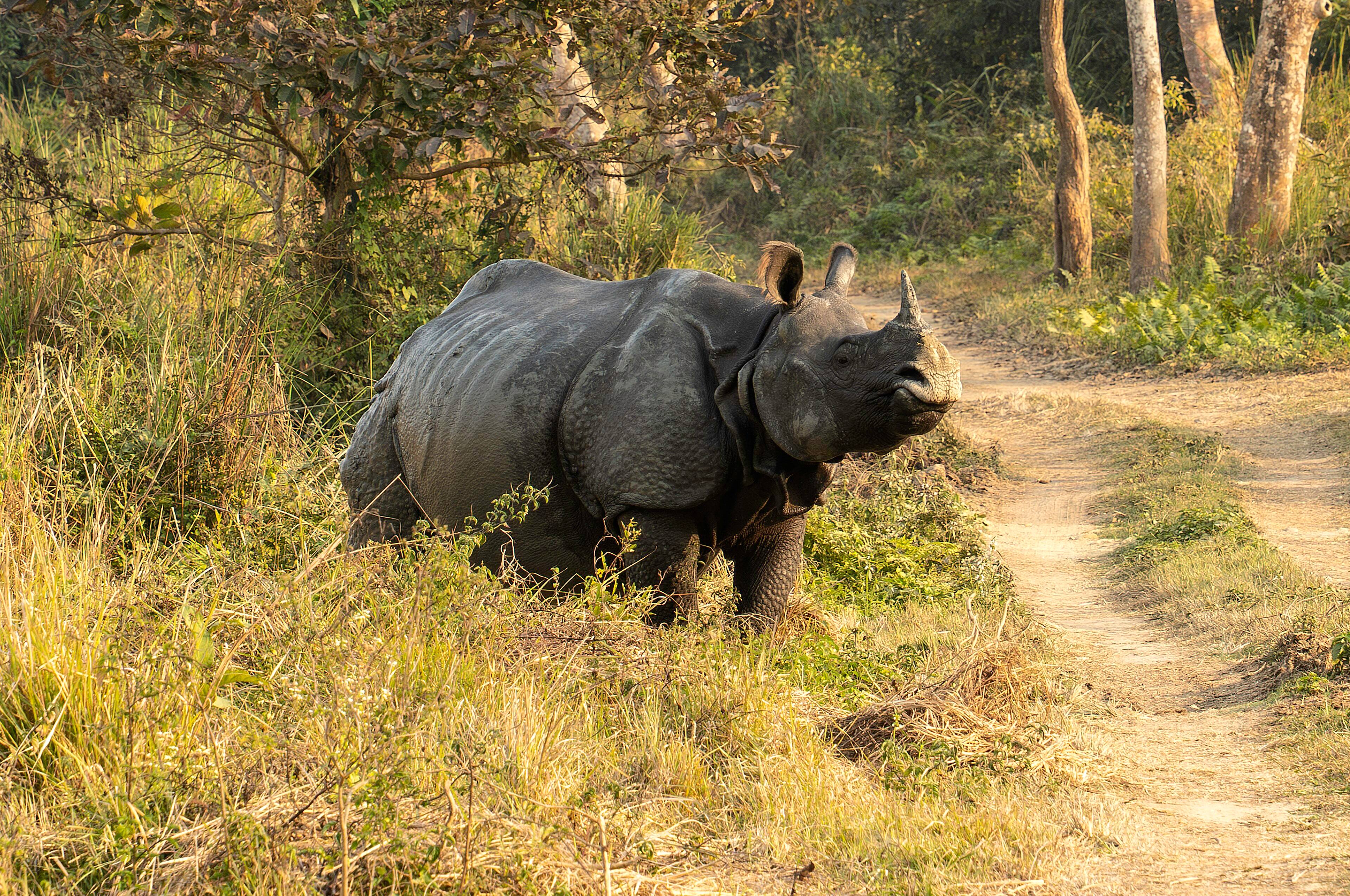 A greater one-horned rhinoceros on a forest track in Kaziranga