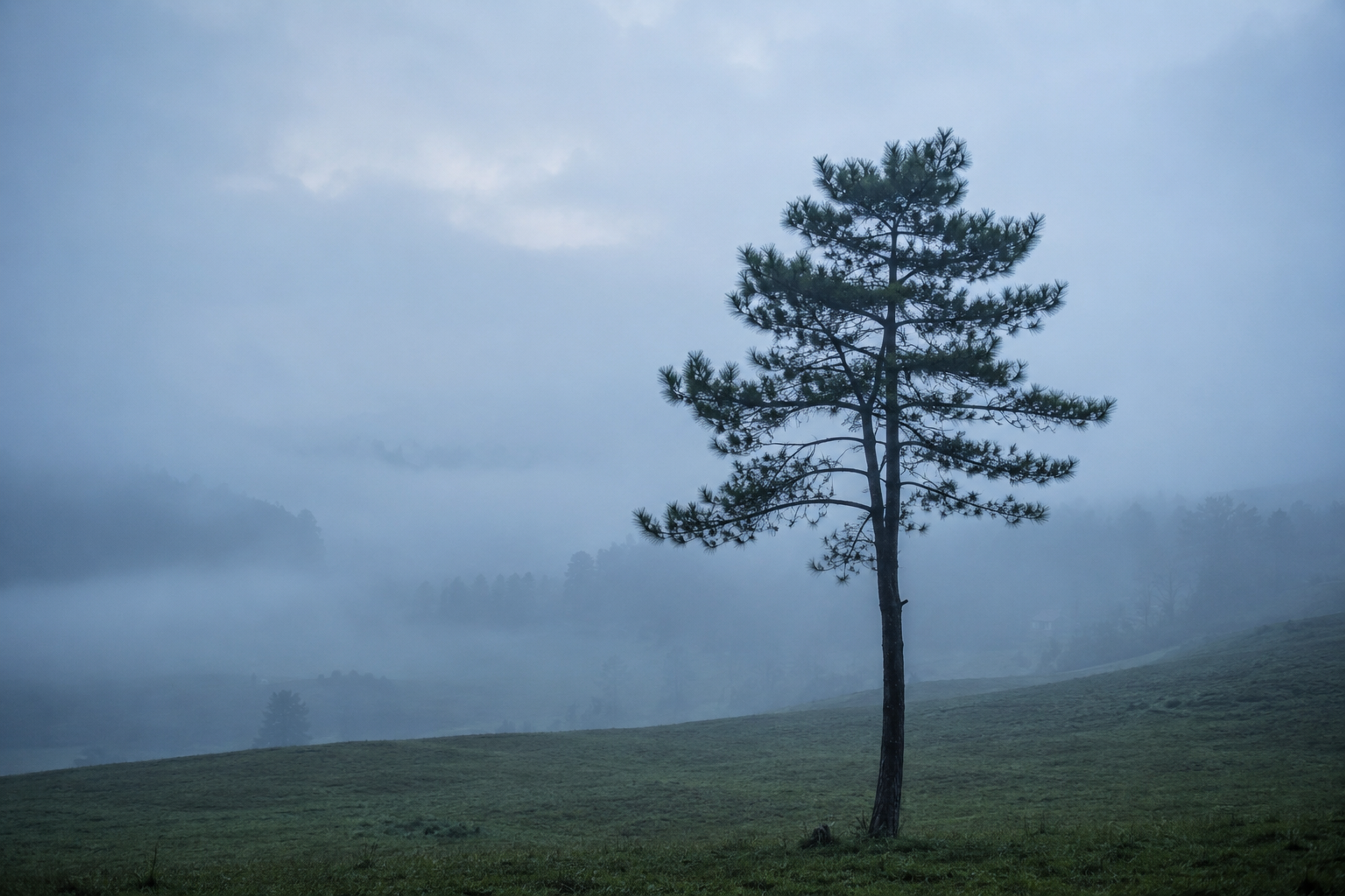 A minimalist landscape shot of a blue pine tree in the mist, representing the quiet atmosphere of Ziro."