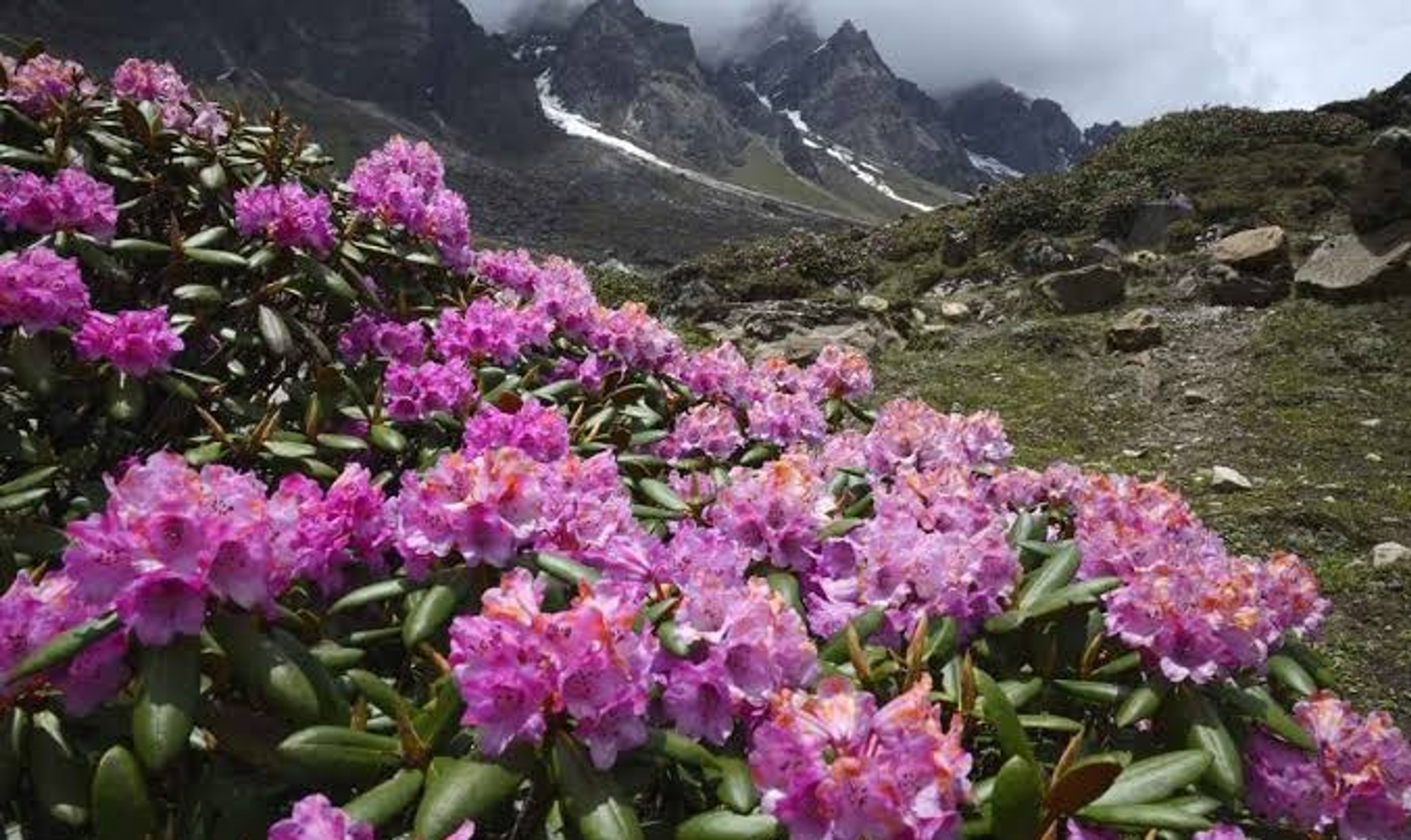 Yumthang Valley of Flowers in North Sikkim, a unique thing to do in Sikkim in May.