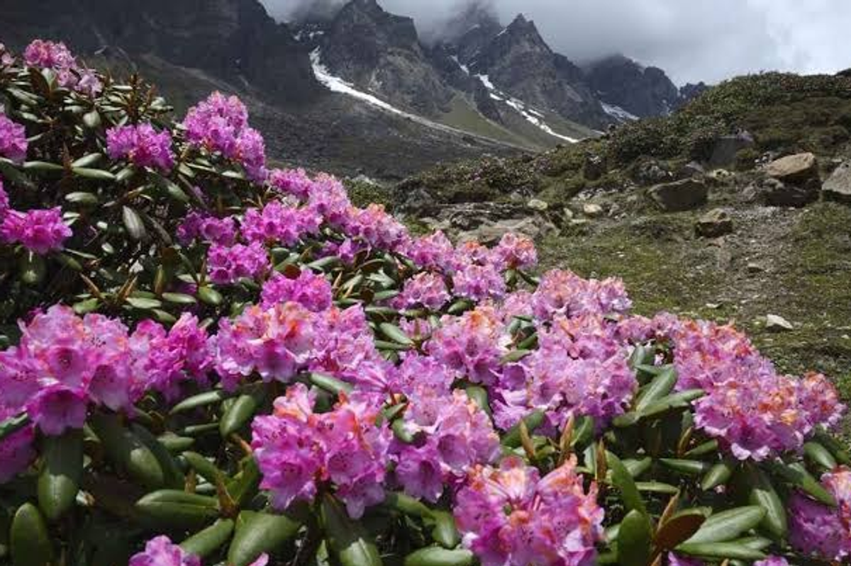 Yumthang Valley of Flowers in North Sikkim, a unique thing to do in Sikkim in May.