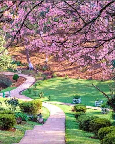 Cherry blossom trees and tall pines along the fairway of the Shillong Golf Course in November