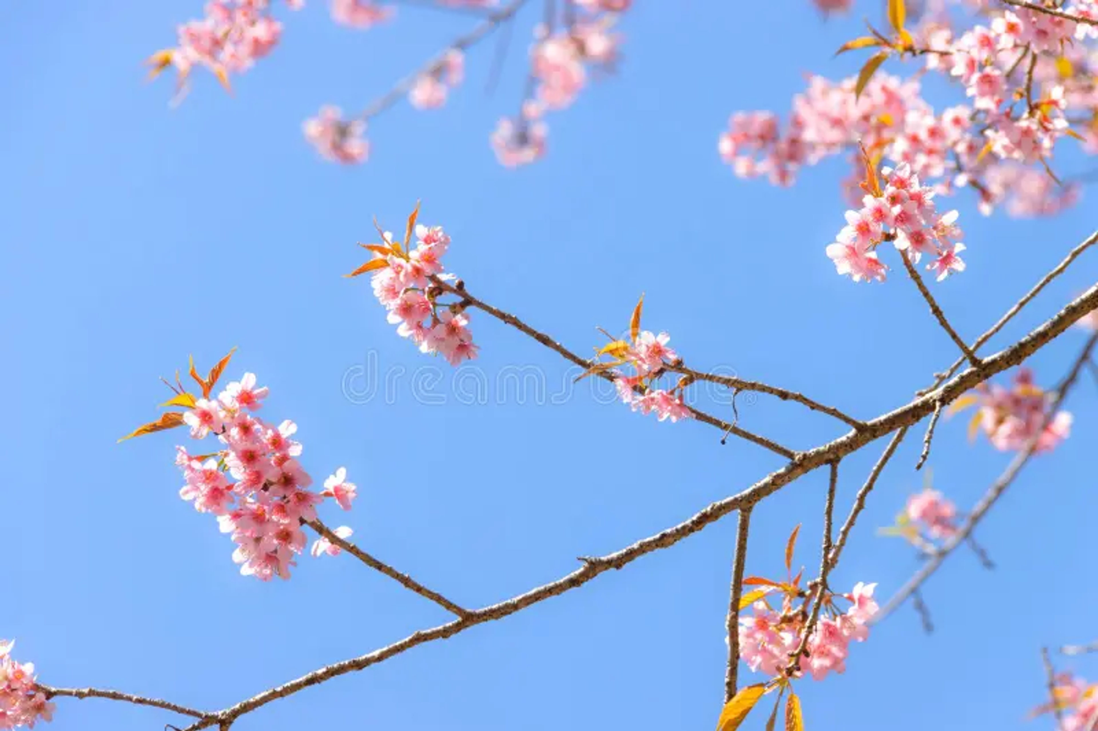 Close-up of pale pink wild Himalayan cherry flowers on a branch against a blue sky in Shillong