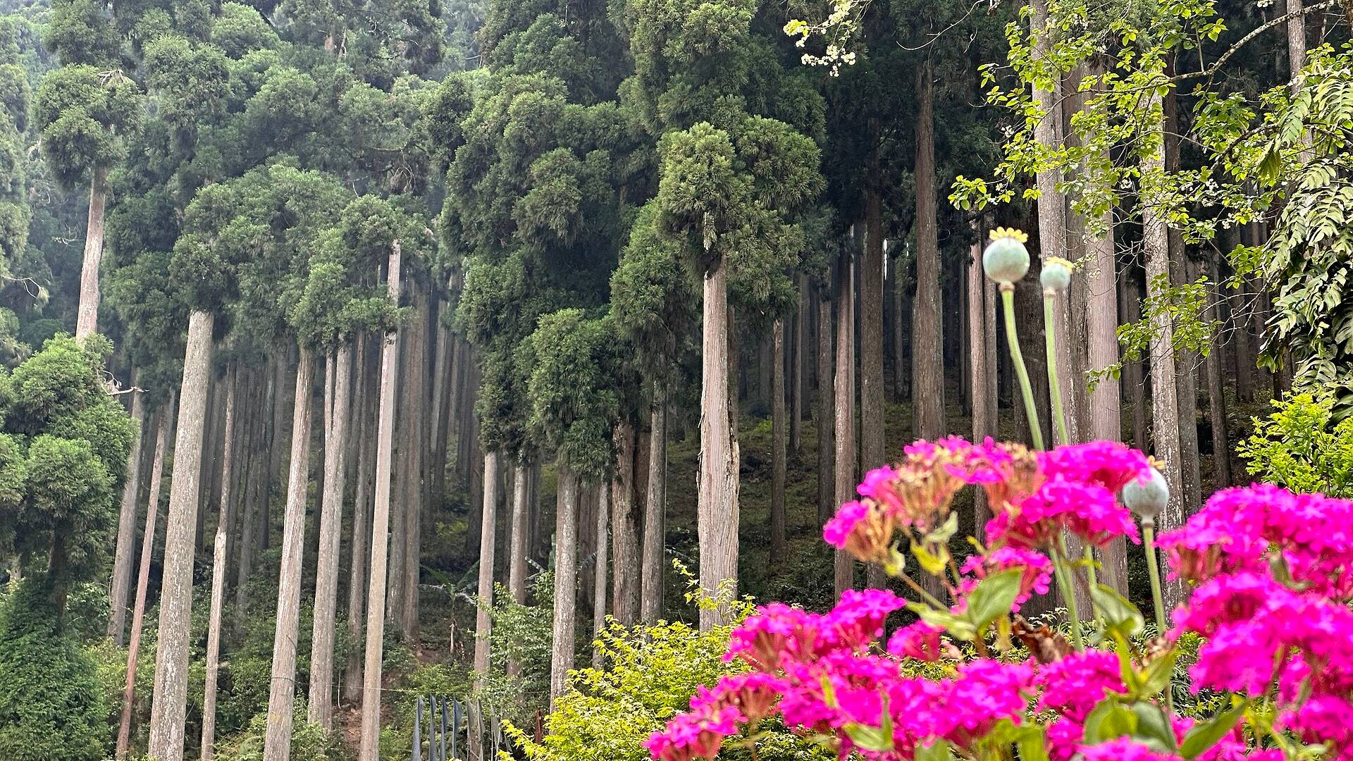 Pine forest at Lamahatta on the road from Darjeeling to Gangtok
