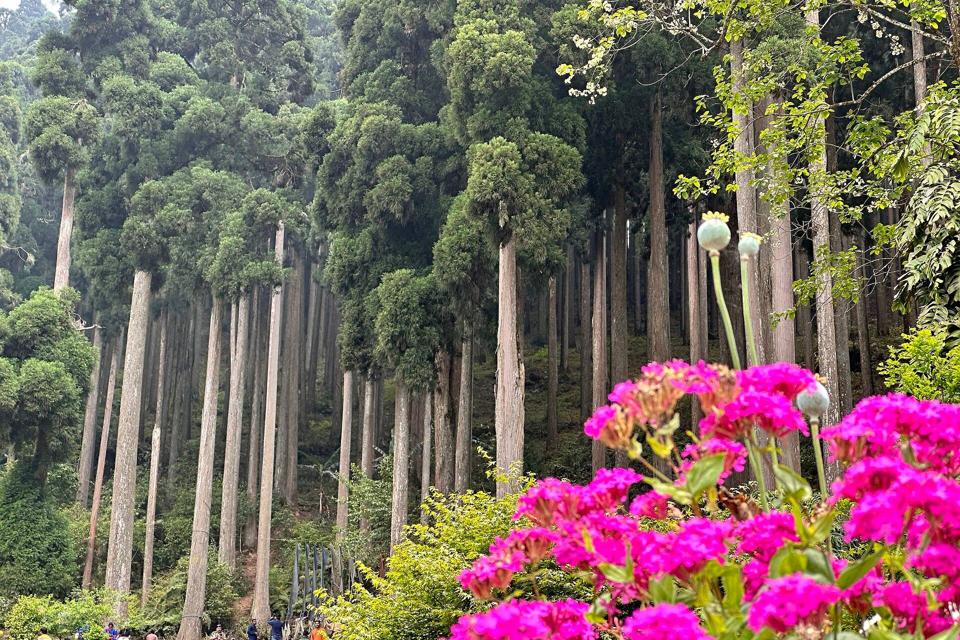 Pine forest at Lamahatta on the road from Darjeeling to Gangtok