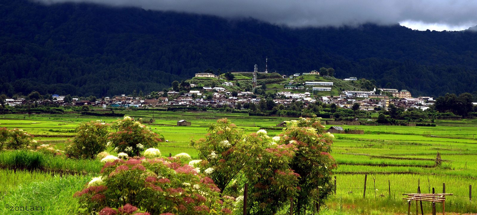 Terraced rice fields and traditional Apatani tribal houses in Ziro Valley, Arunachal Pradesh, surrounded by pine-covered hills in Northeast India