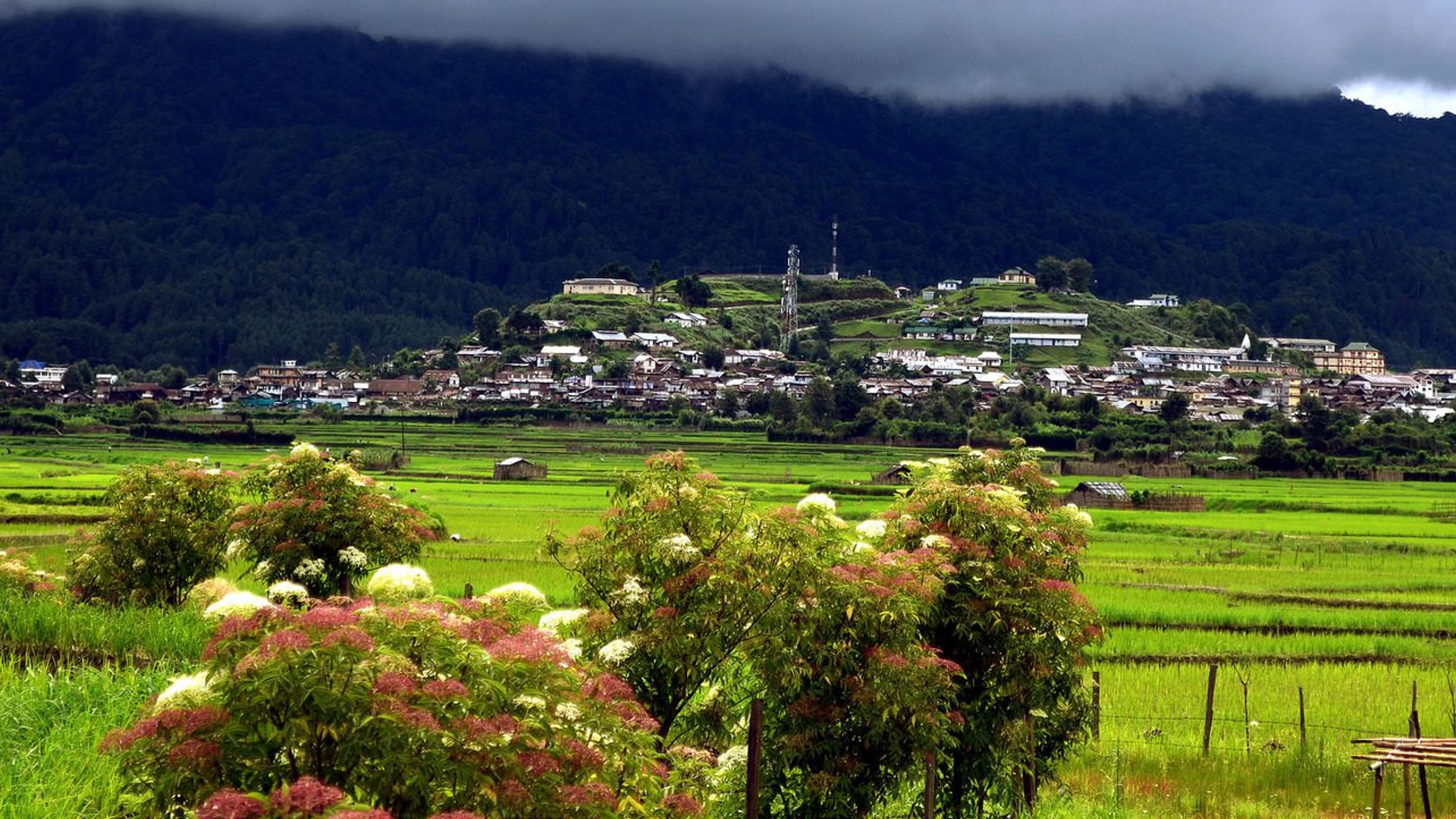Terraced rice fields and traditional Apatani tribal houses in Ziro Valley, Arunachal Pradesh, surrounded by pine-covered hills in Northeast India