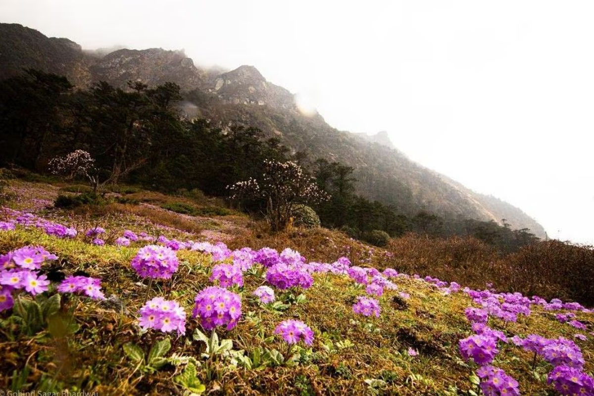 Close-up of Rhododendron flowers at Shingba Rhododendron Sanctuary in North Sikkim.