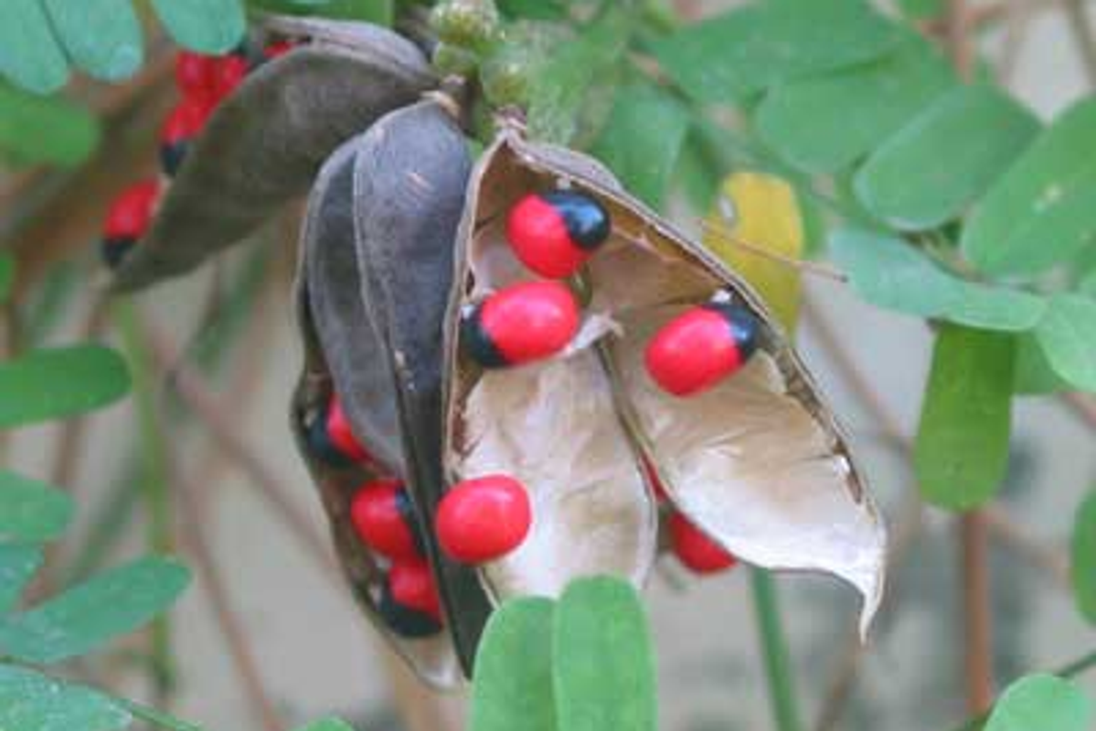 Traditional Monpa healing items used by a local bone setter in a Tawang village.