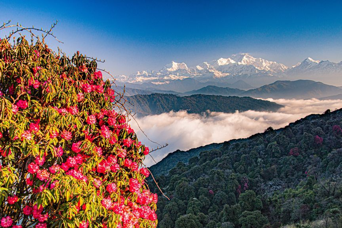 Close-up of pink Rhododendron flowers blooming in Tawang with Himalayan mountains in the blurred background.