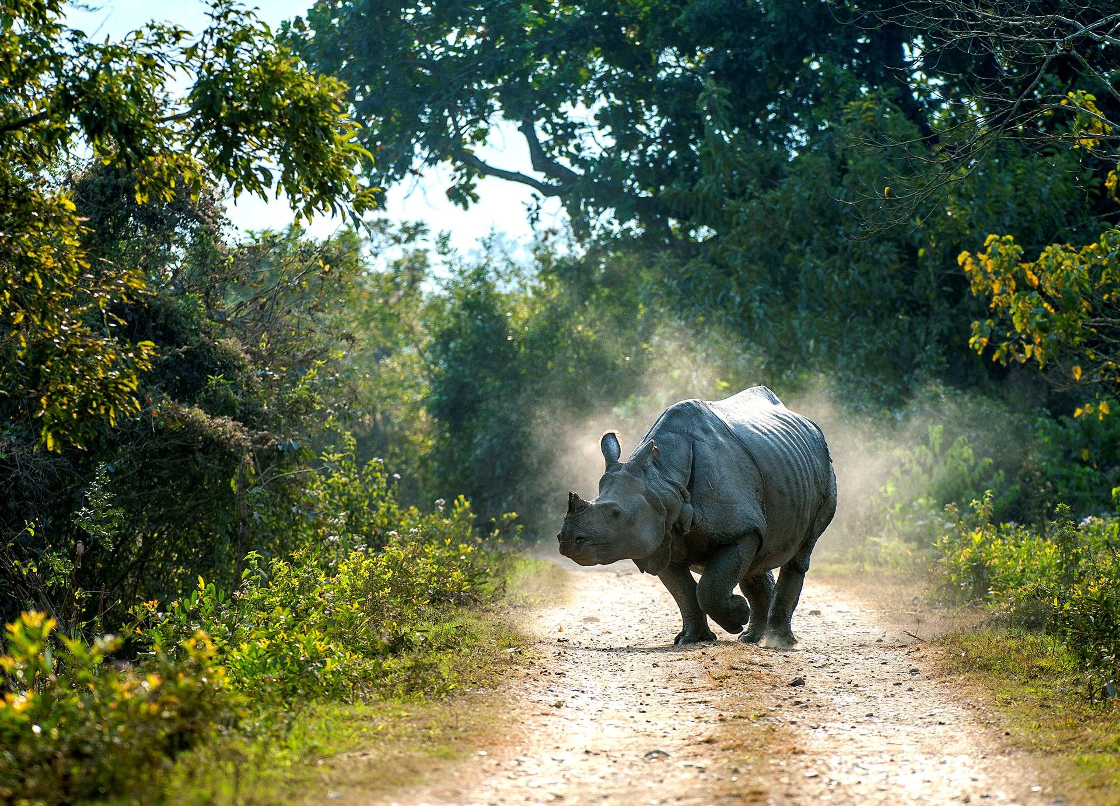 Greater one-horned rhinoceros grazing in tall grass at Kaziranga National Park, Assam