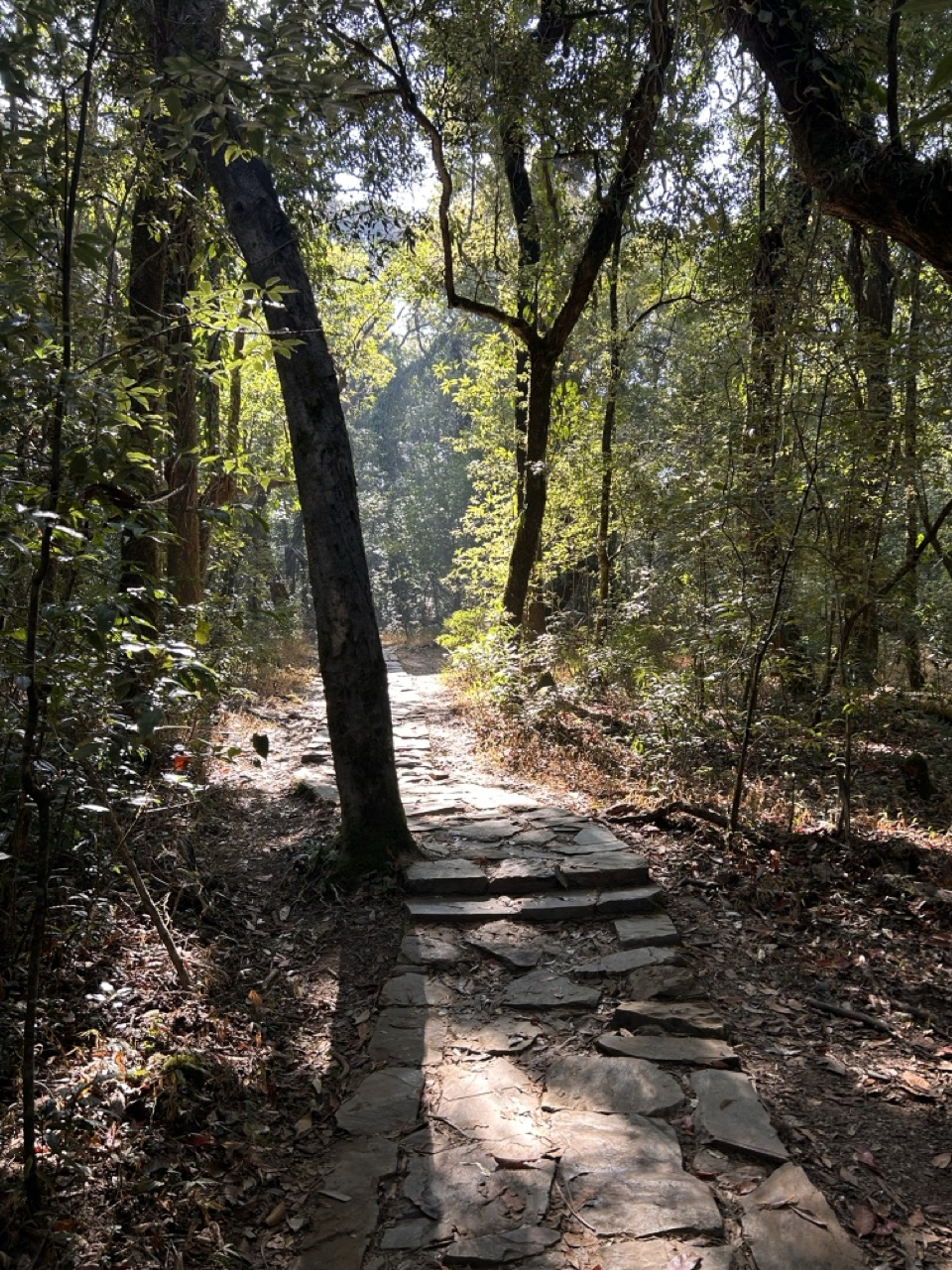 Child exploring the biodiversity of Mawphlang Sacred Grove with a guide.]
