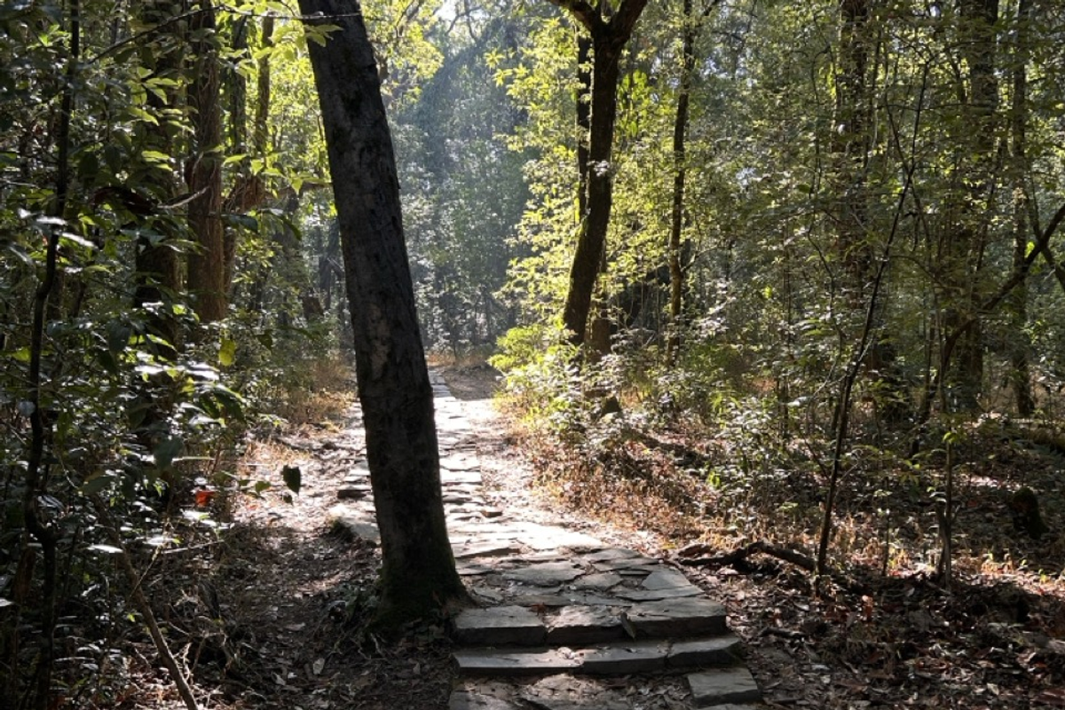 Child exploring the biodiversity of Mawphlang Sacred Grove with a guide.]
